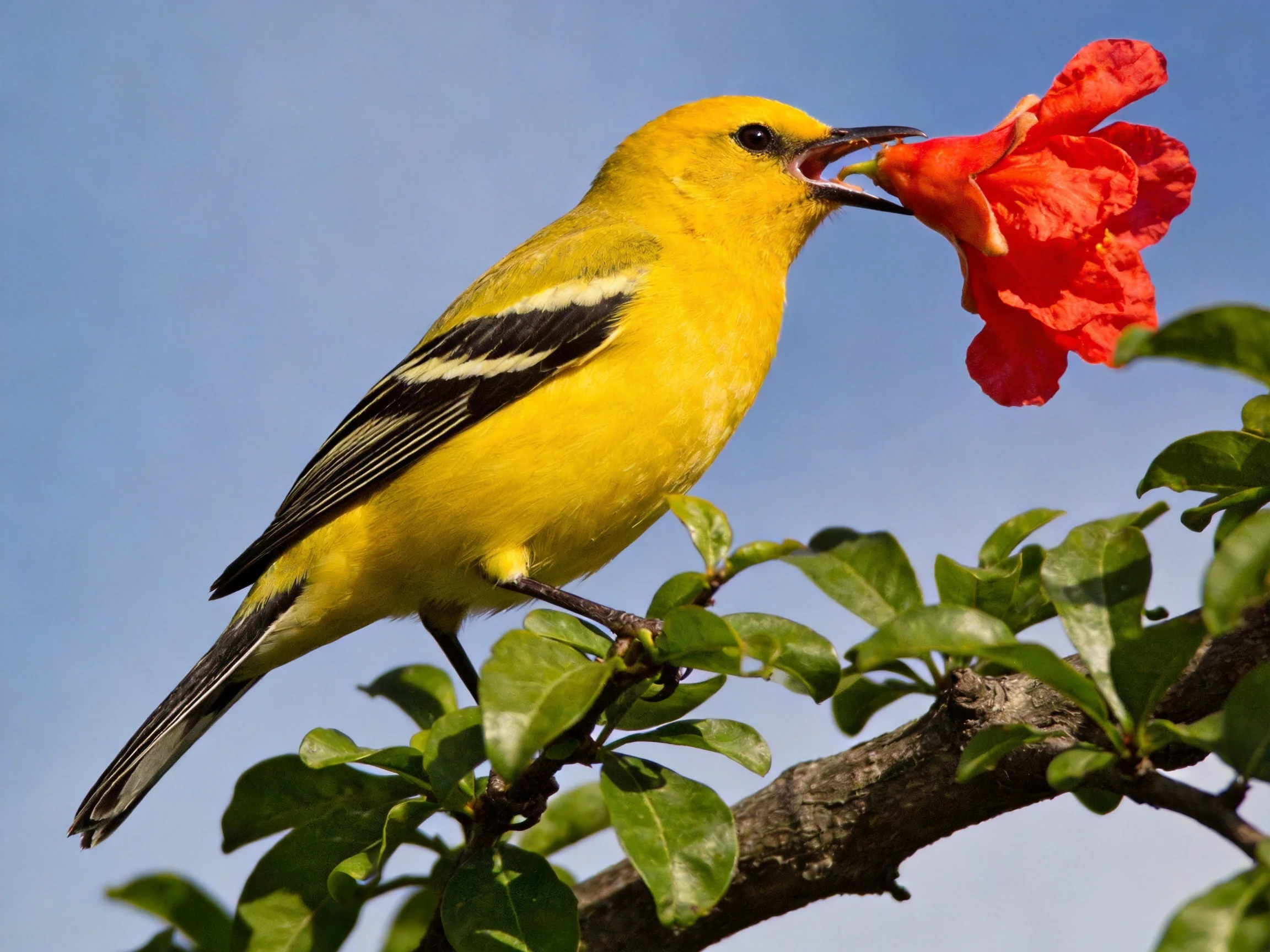 A bright yellow bird feeding from a vibrant red flower