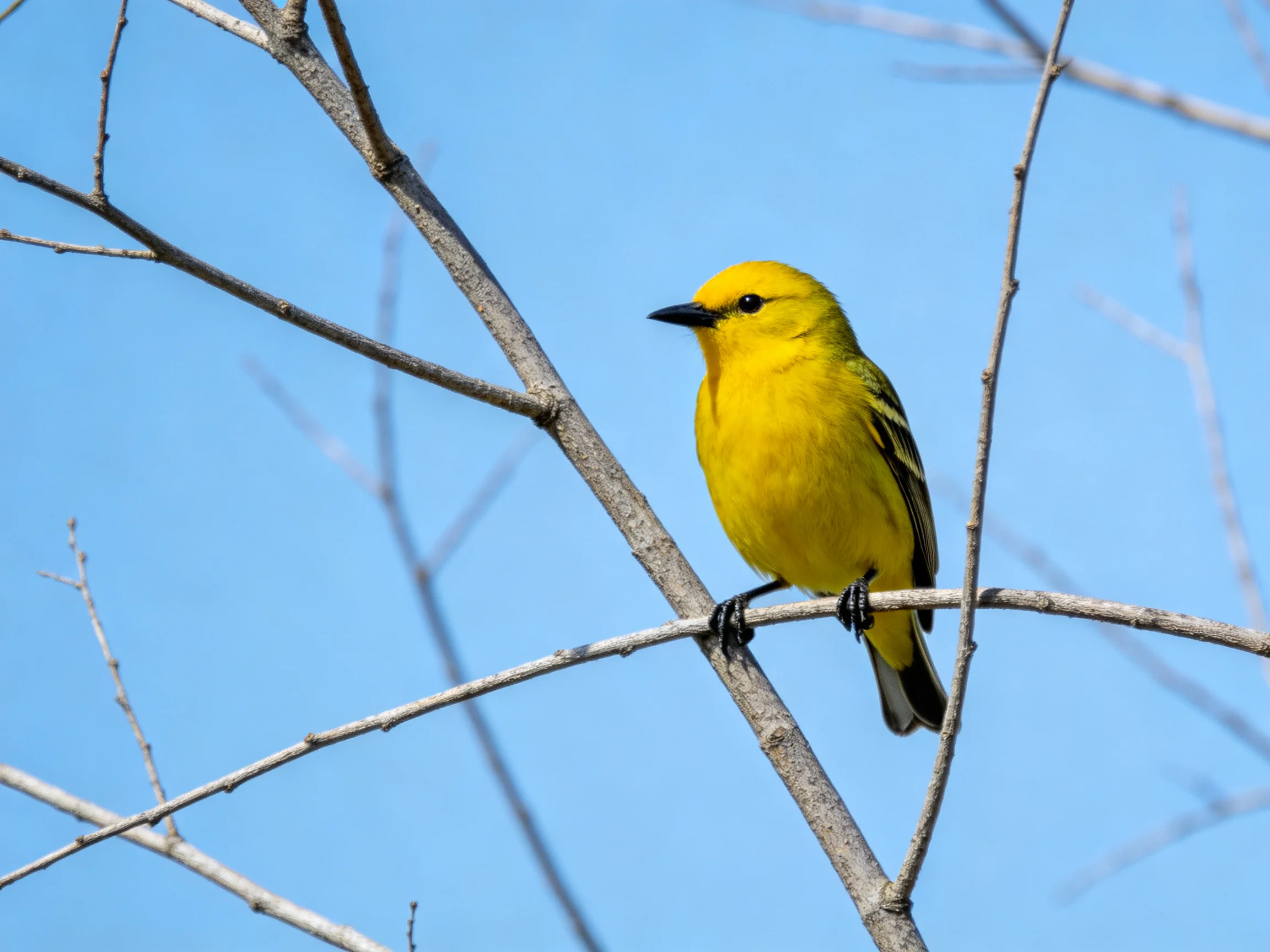 A bright yellow bird perched on a bare tree branch
