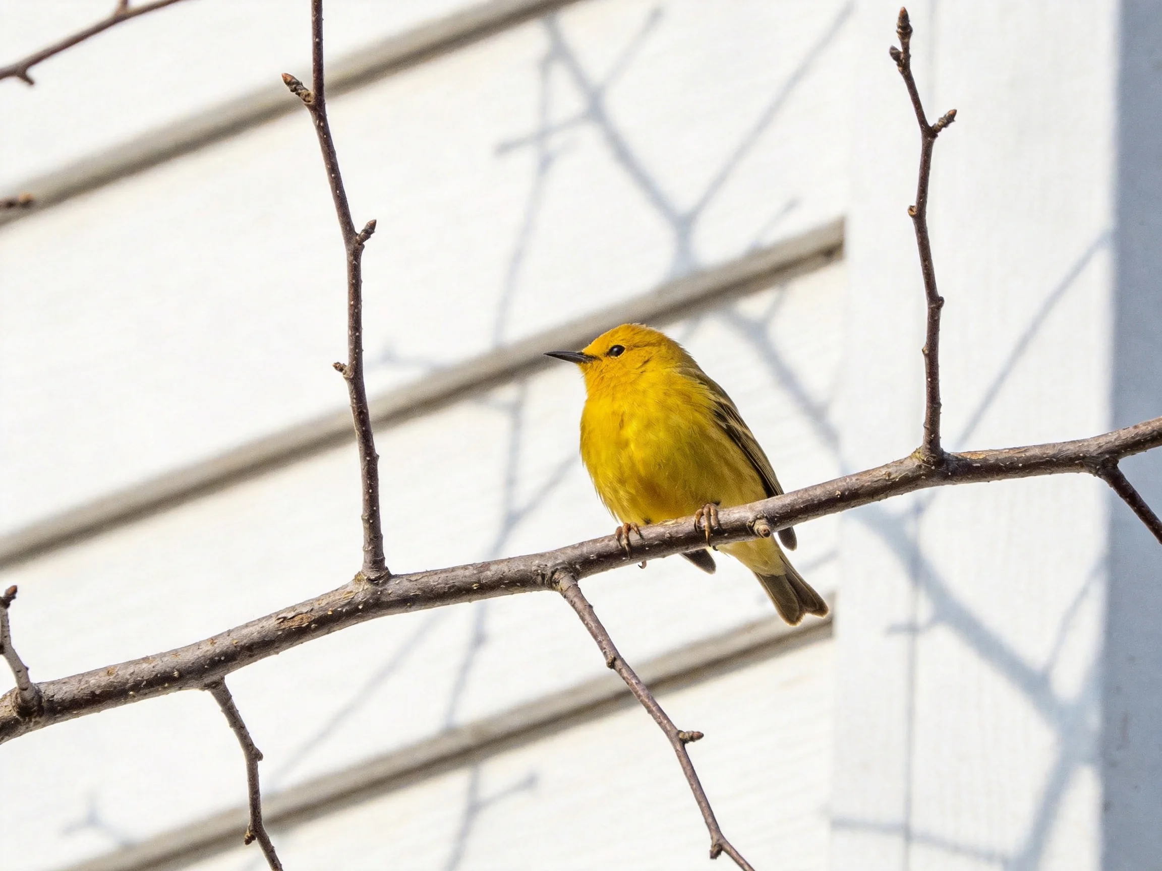 A bright yellow bird perches on a bare tree branch near a white building