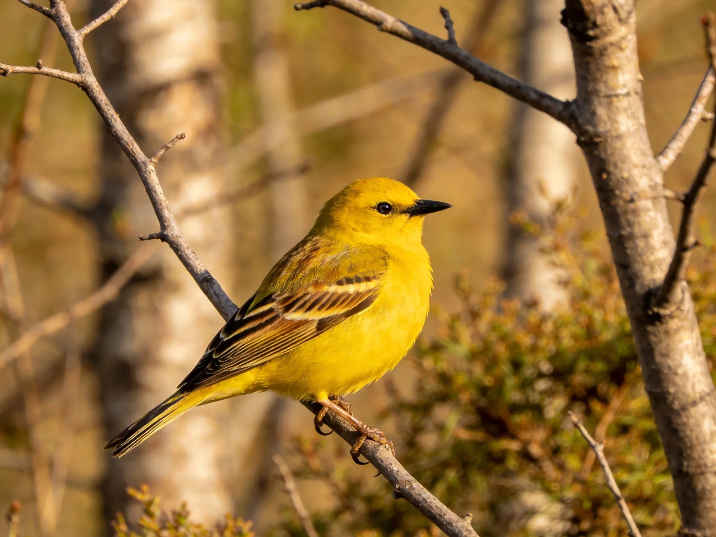 A bright yellow bird perches on a thin tree branch in a forest