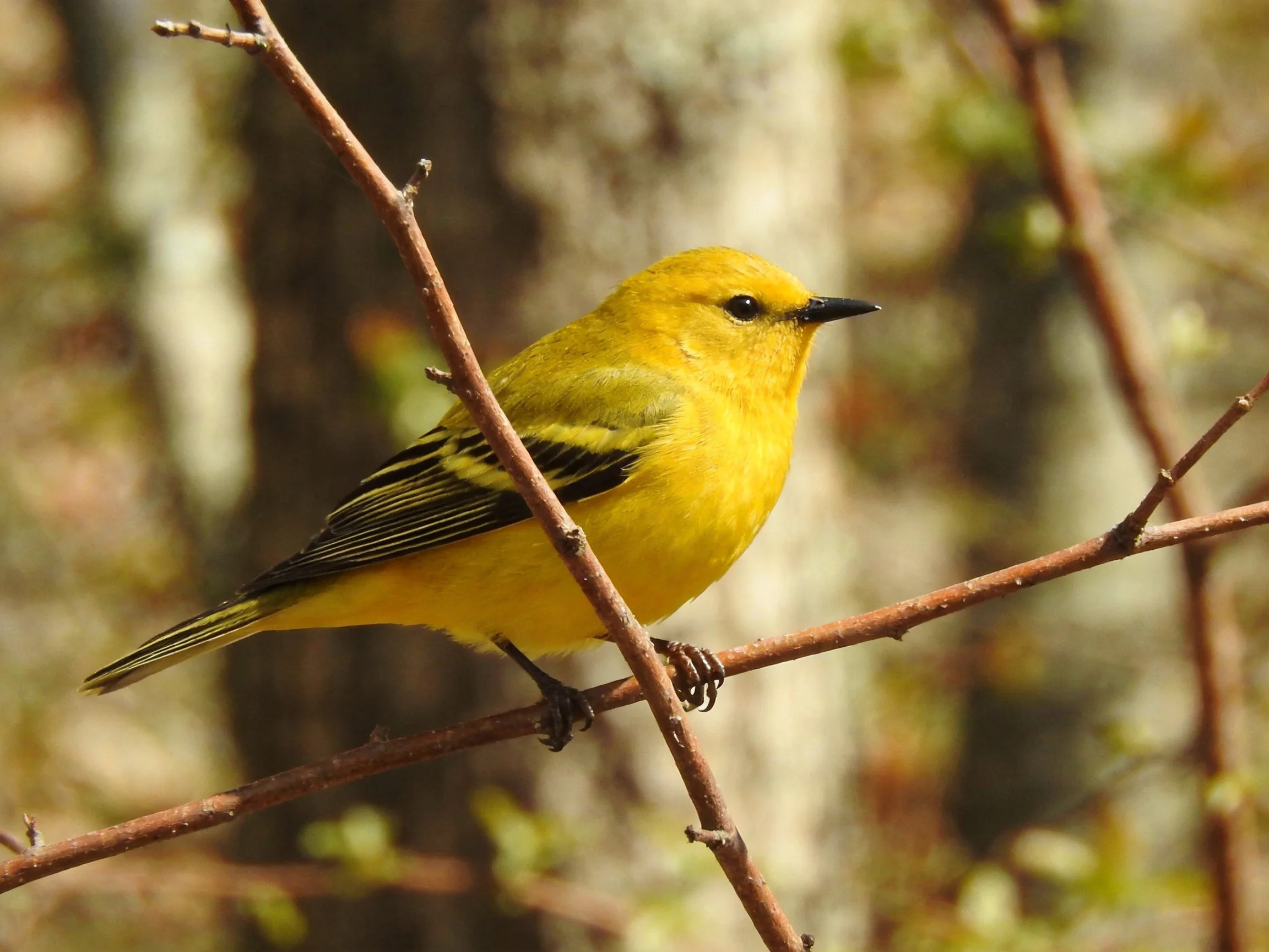A bright yellow bird perches on slender brown tree branches