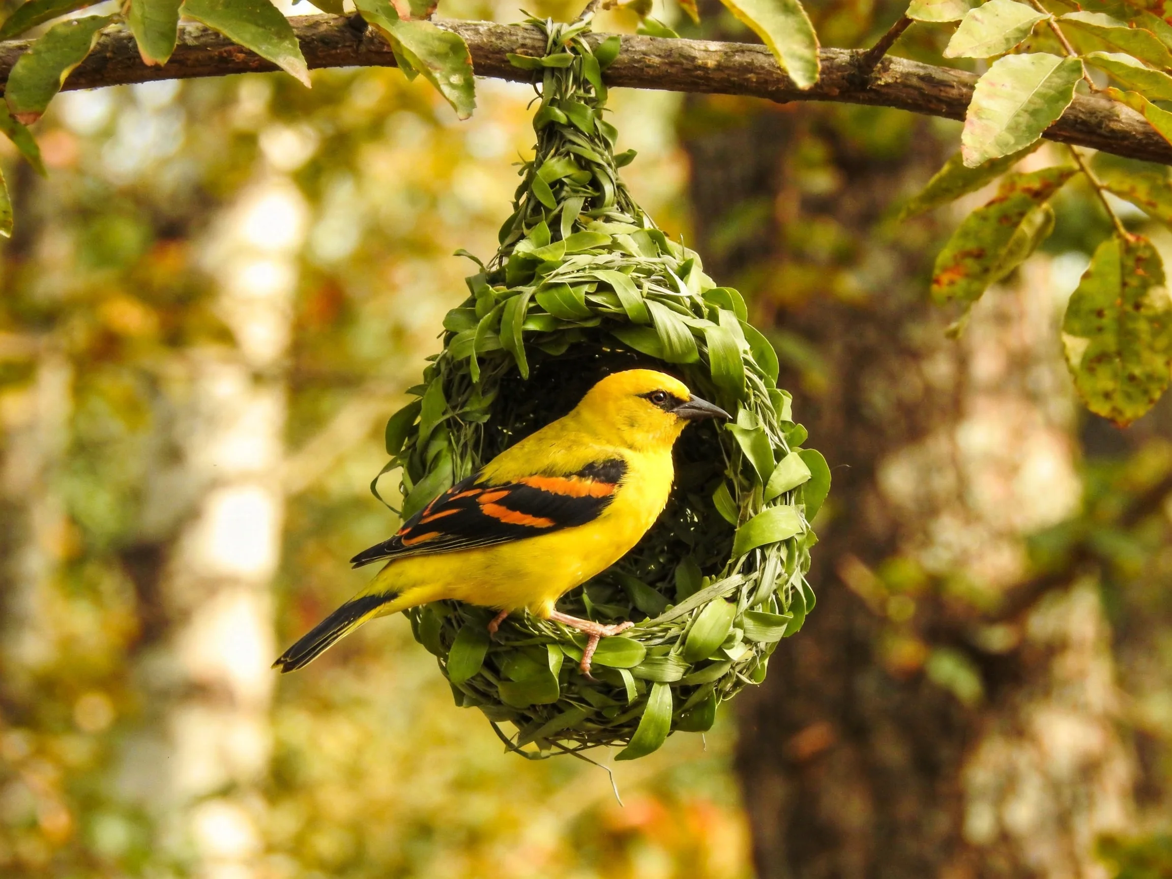 A bright yellow bird resting in a leaf-crafted hanging nest