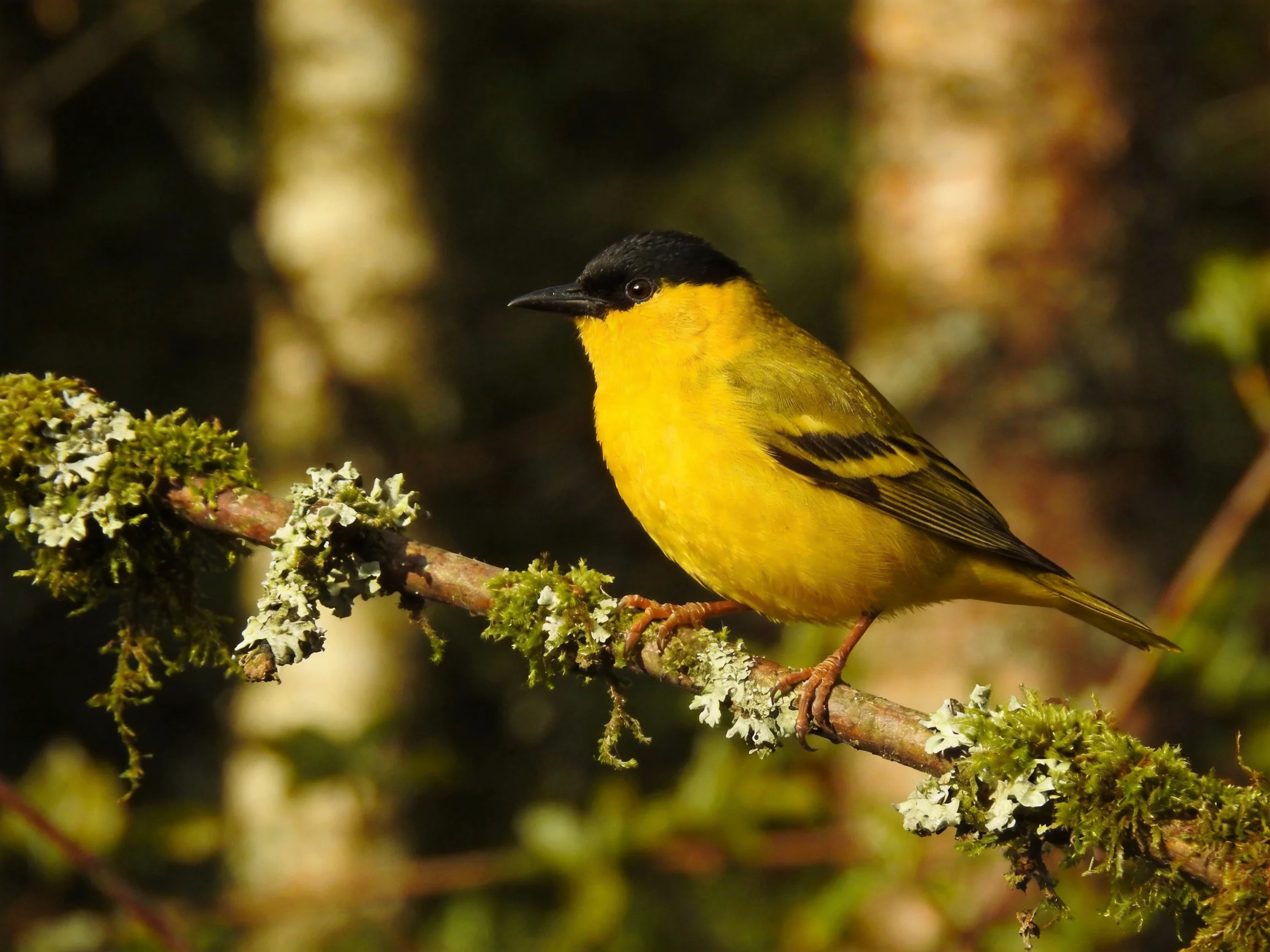 A small yellow bird with a black head rests on a lichen-covered branch in a forest setting.