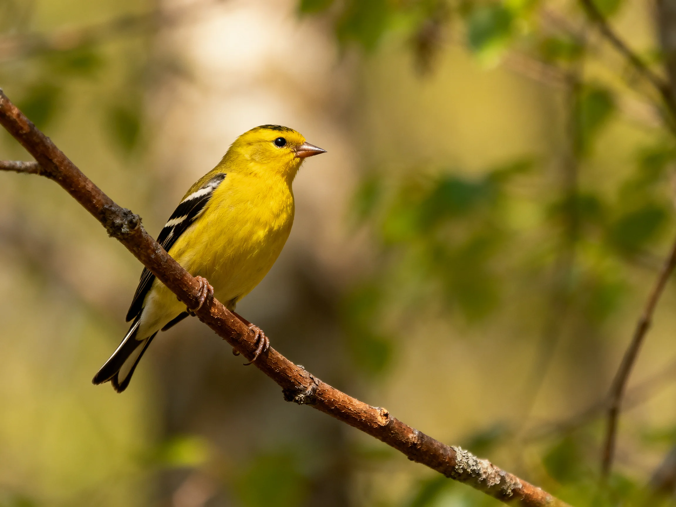 A yellow bird with black wing markings perches on a brown branch amid blurred green foliage.