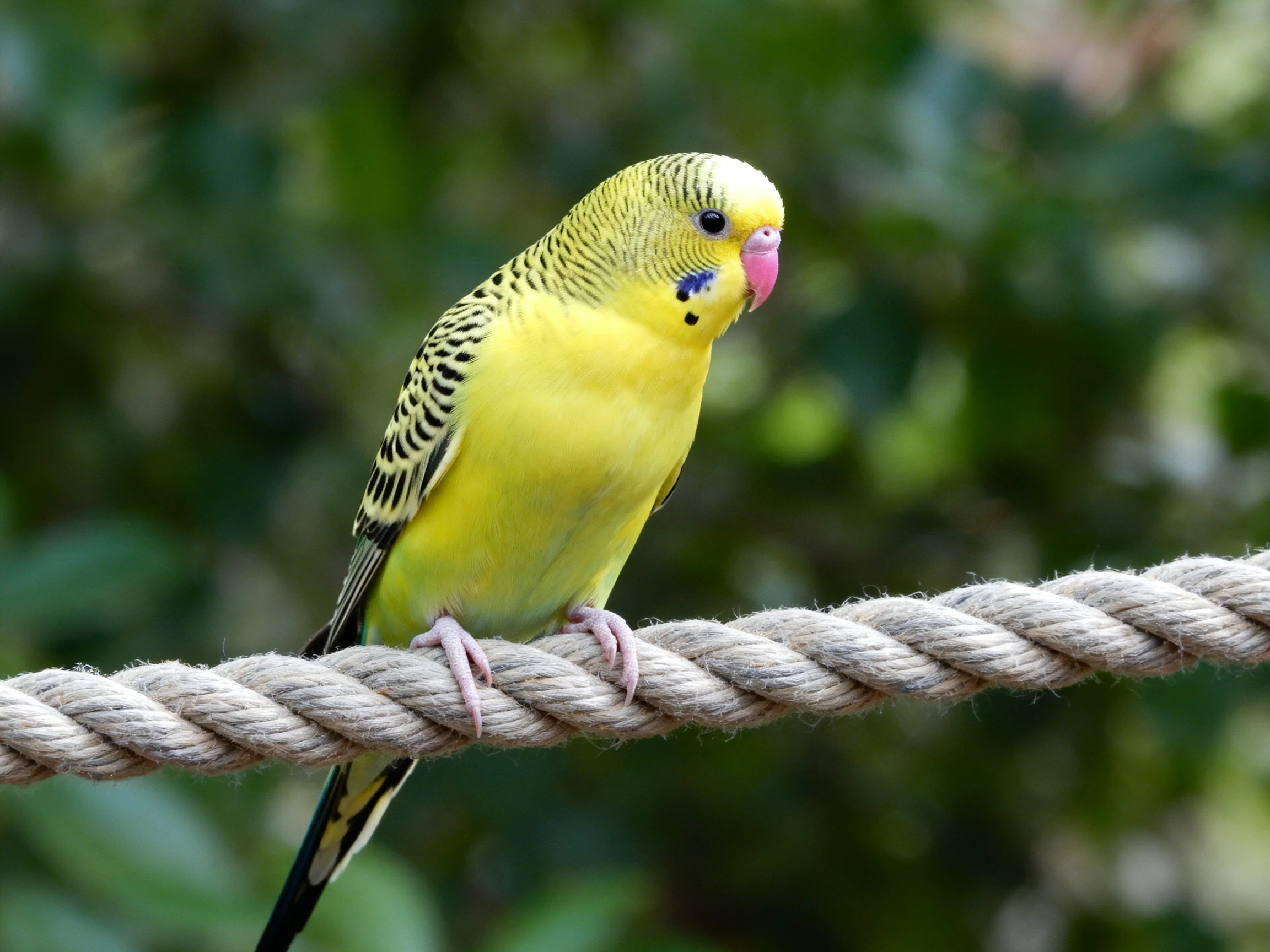 A bright yellow budgie with black markings perches on a thick rope