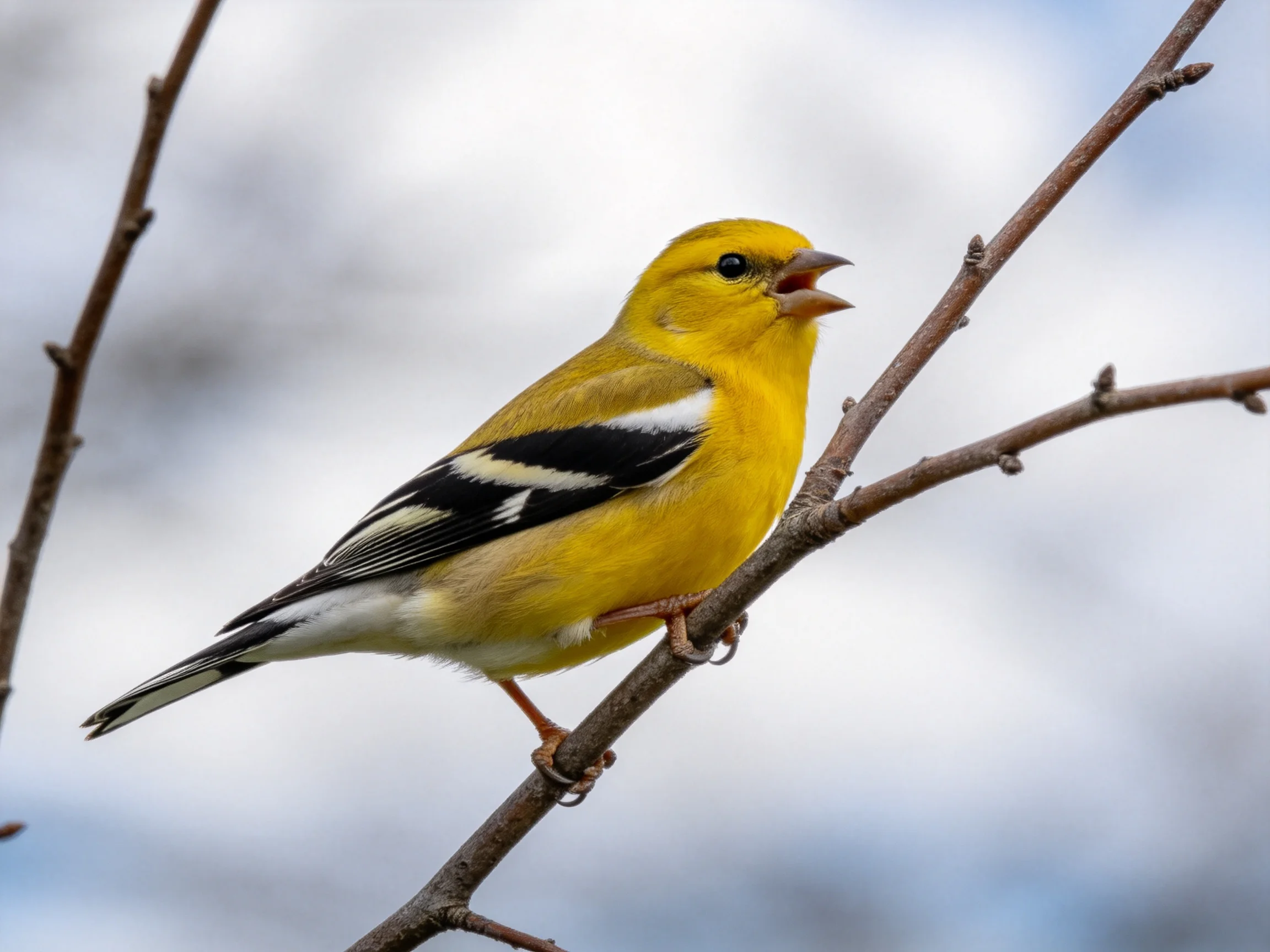 A bright yellow finch perches on a slender tree branch