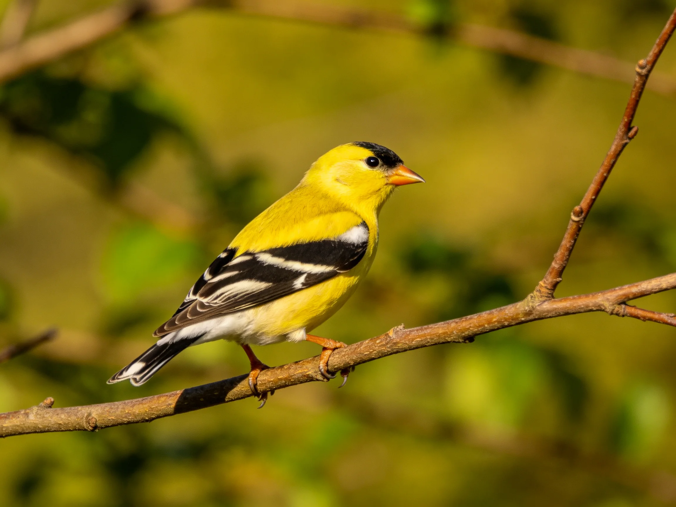 A bright yellow finch with black markings perches on a branch
