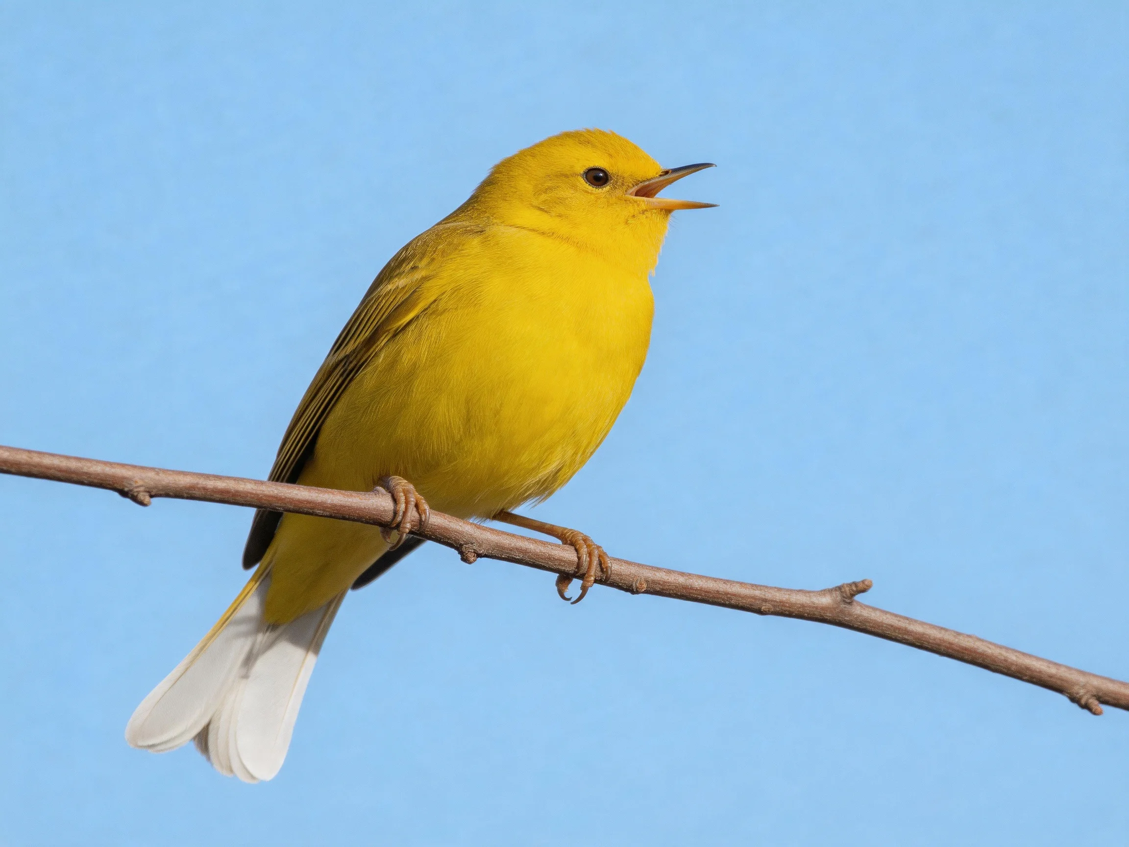 A bright yellow warbler perched on a thin brown branch against clear blue sky
