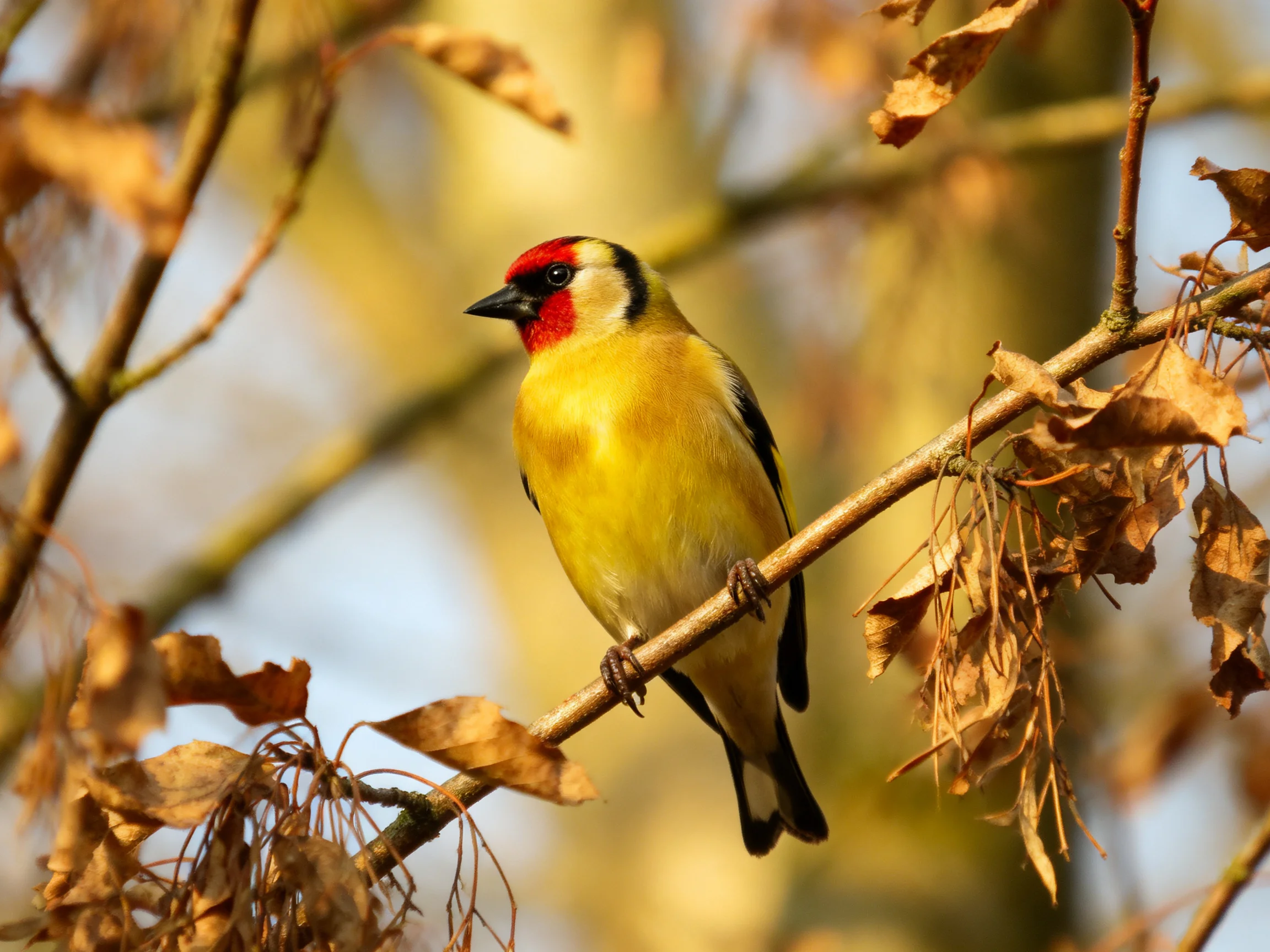 A brightly colored bird perched on a branch with dried foliage