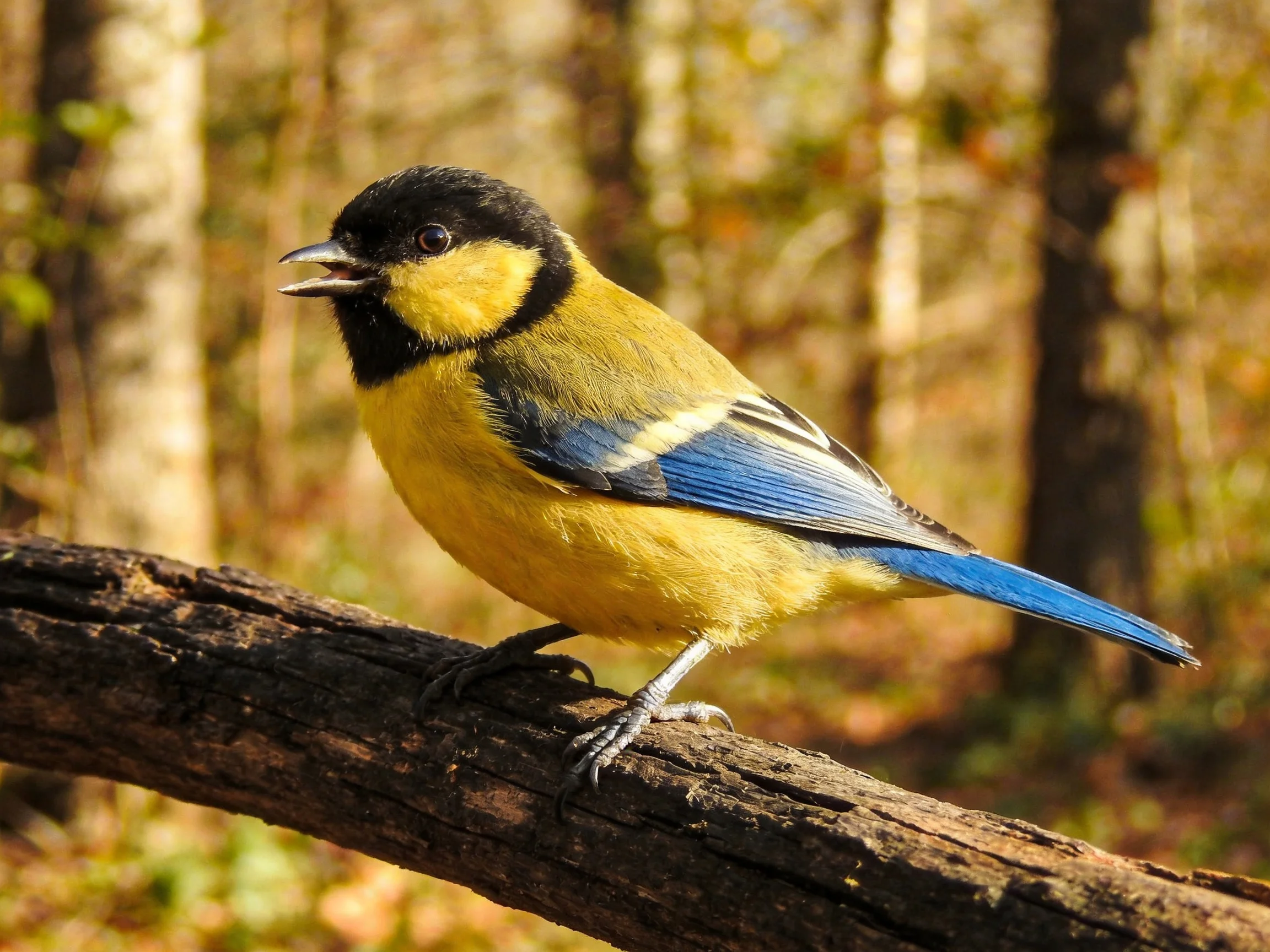 A brightly colored bird with black, yellow, and blue feathers perched on a wooden branch