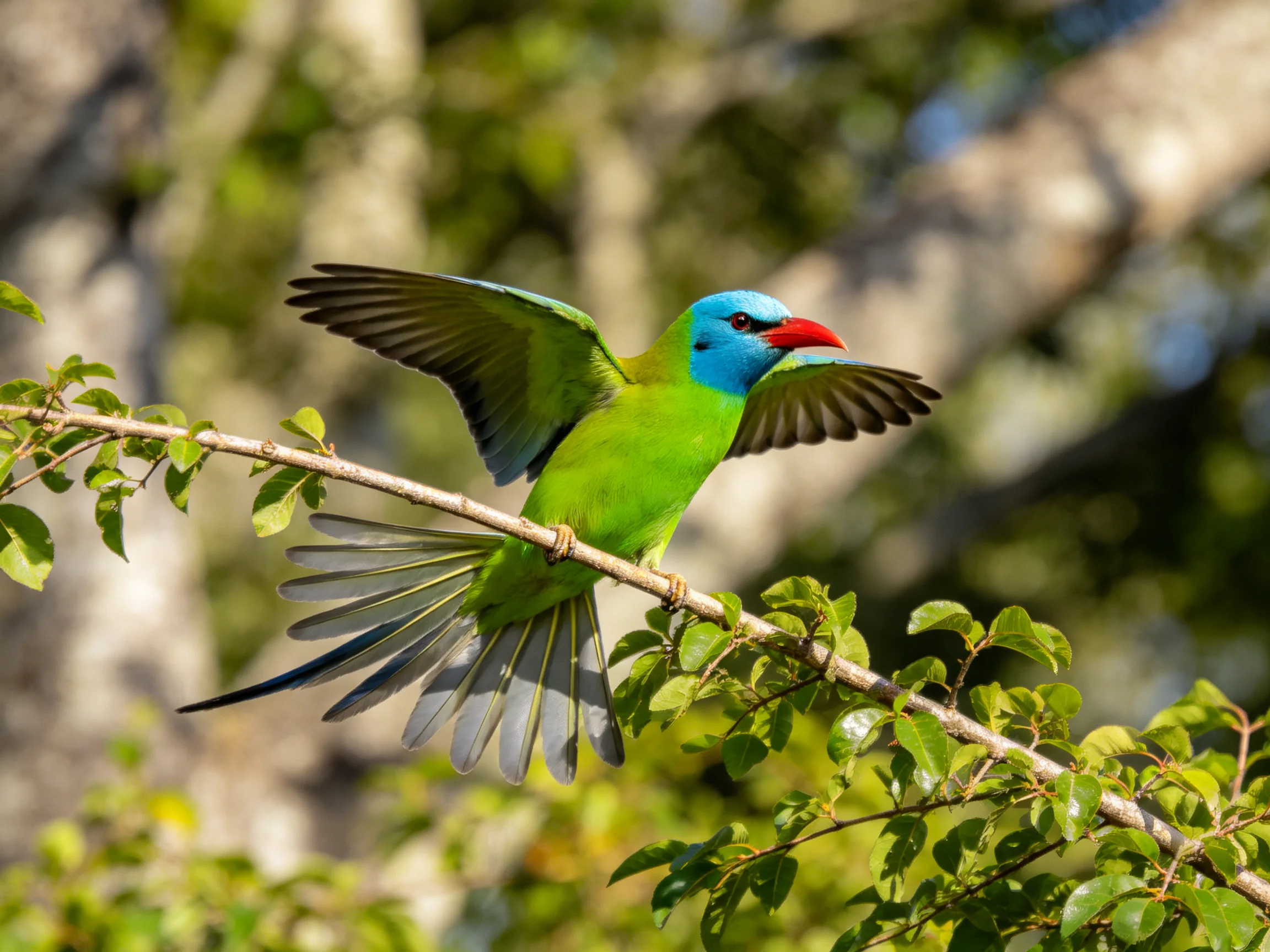 A brightly colored bird with green body, blue head, red beak on branch