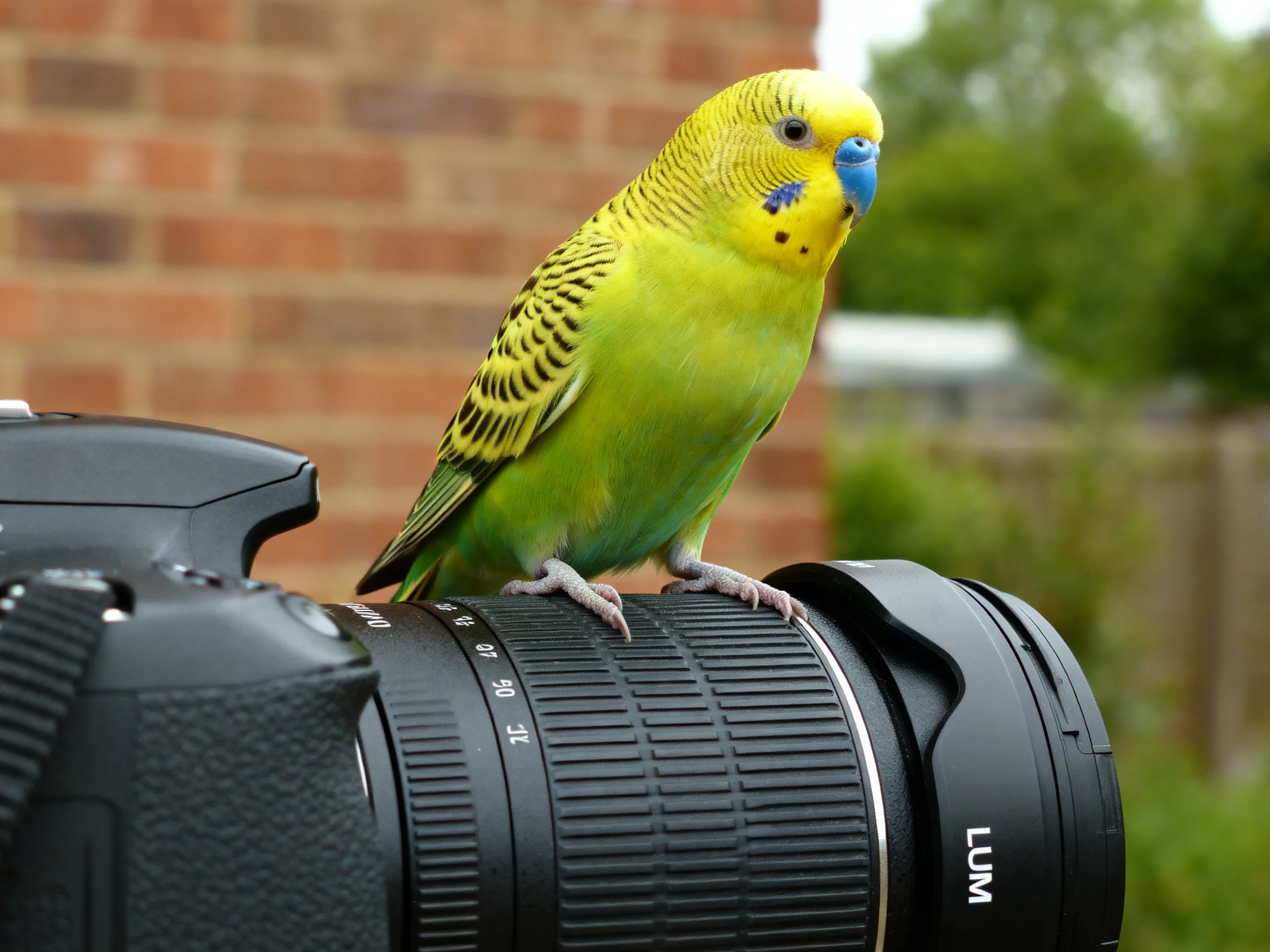 A brightly hued budgie perches on a black camera lens near a brick wall
