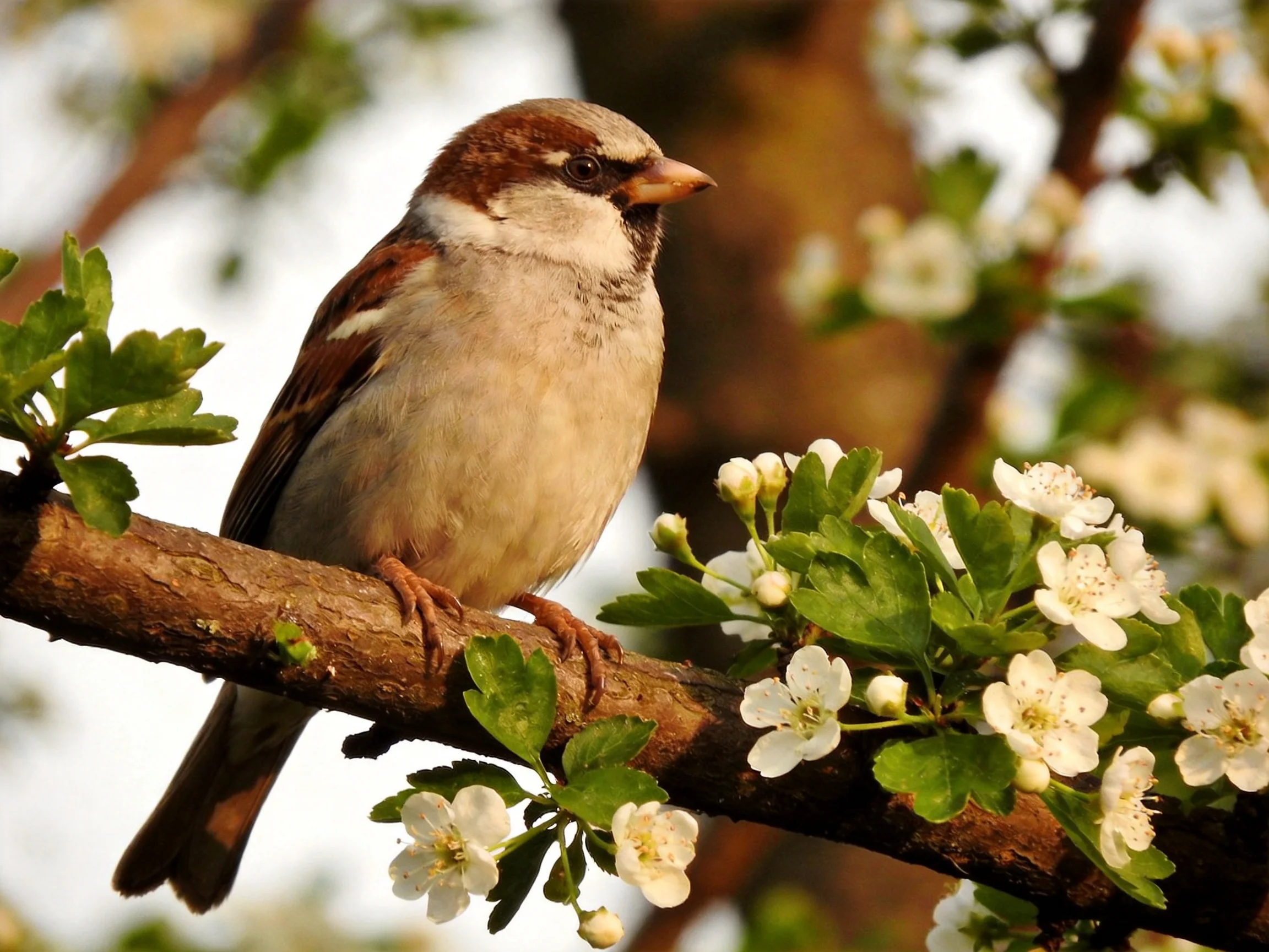 A brown and beige sparrow perches on a flowering tree branch