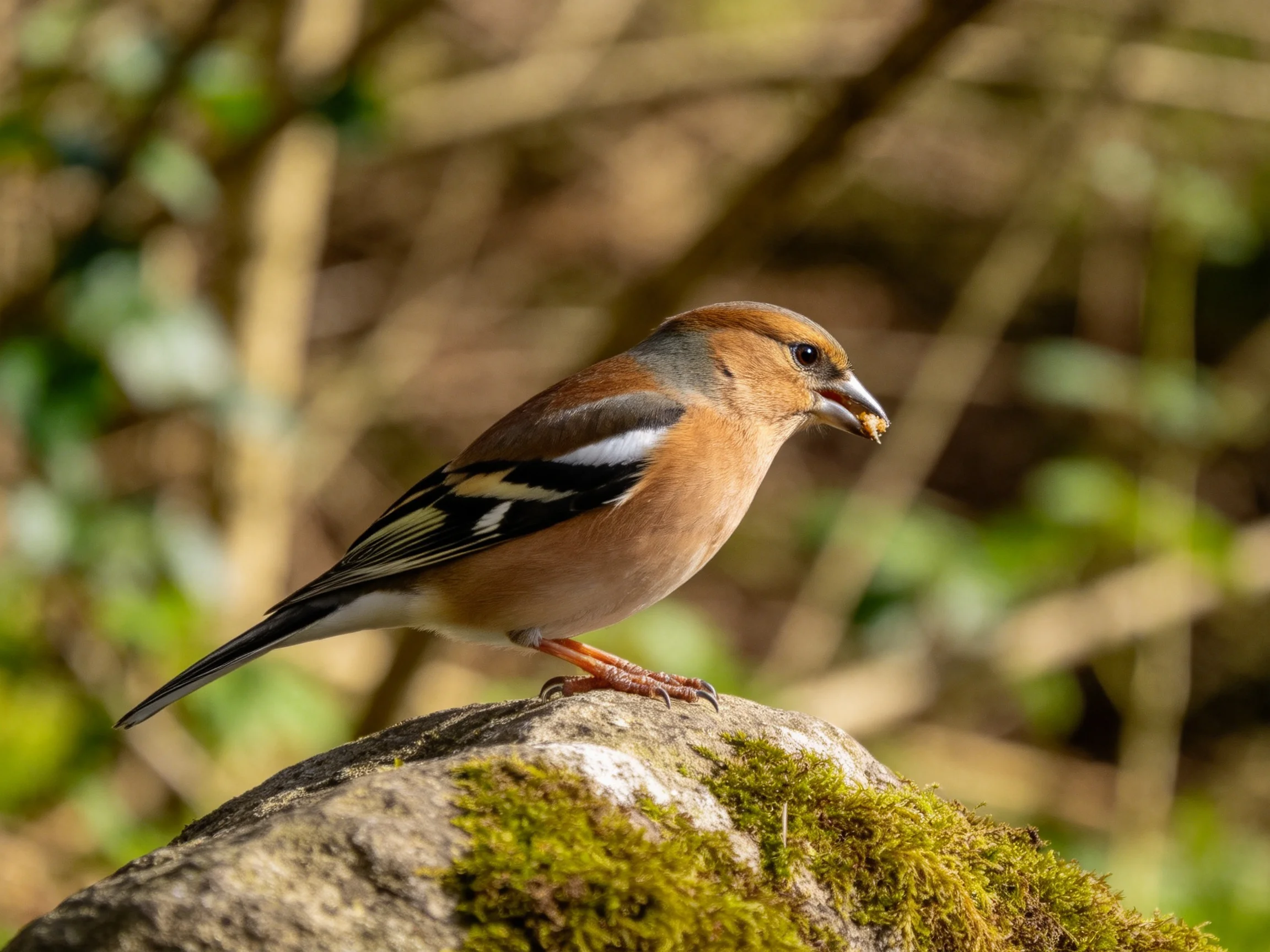 A bird with brown and black feathers holds food while sitting on a mossy rock