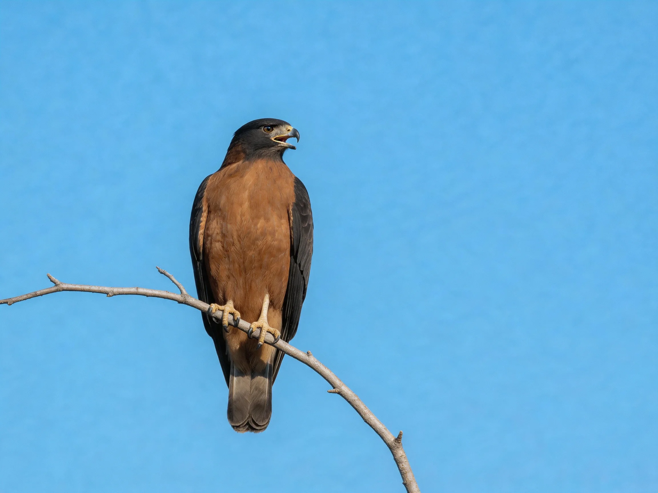 A brown and black bird perches on a thin branch with a clear blue sky.