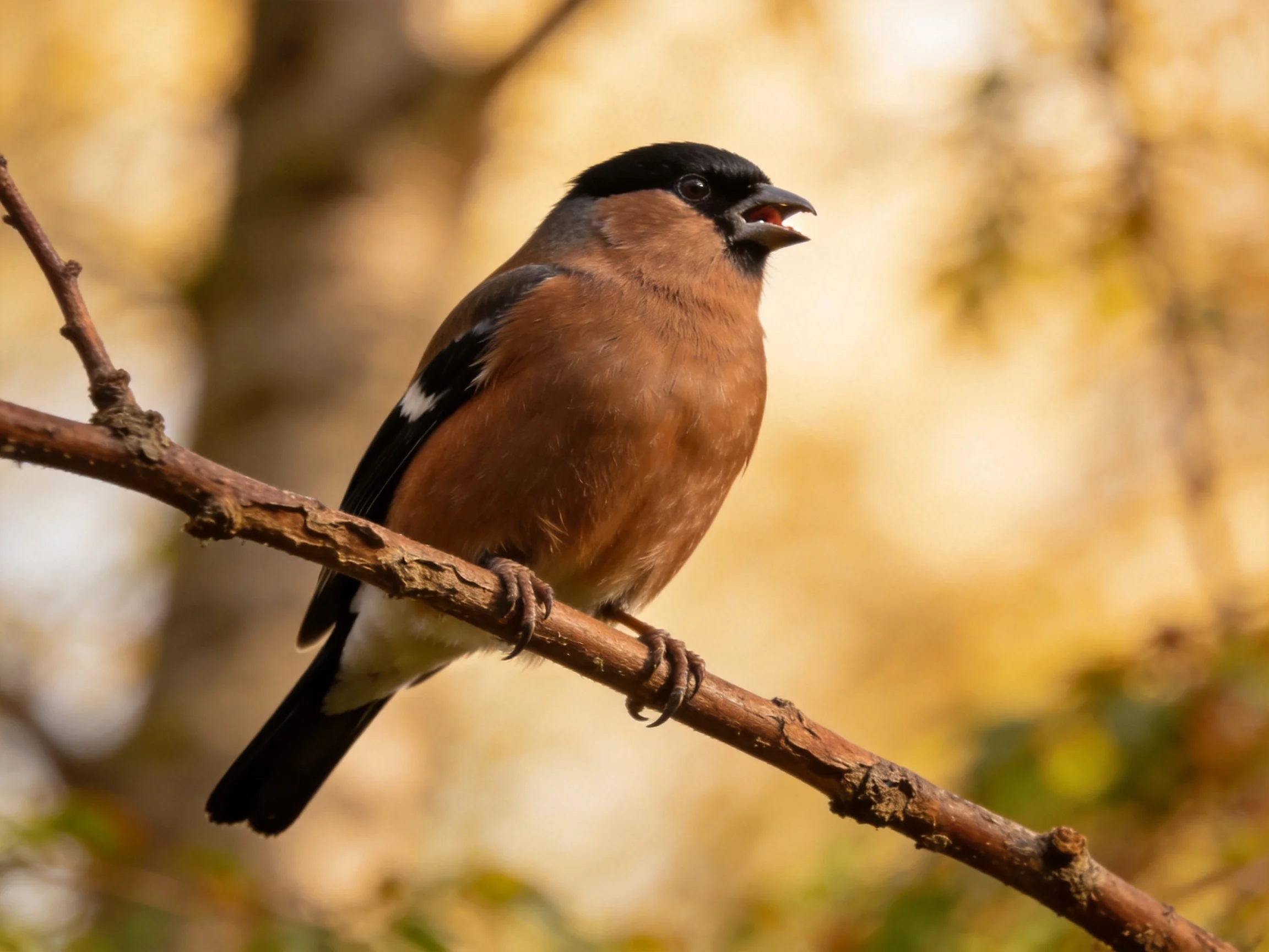 A brown and black bird perched on a tree branch