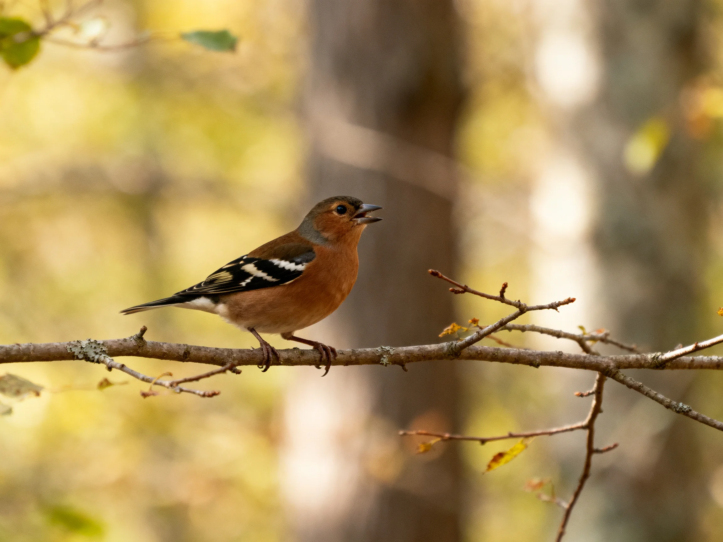 A brown and black bird perches on a branch in a sunlit forest