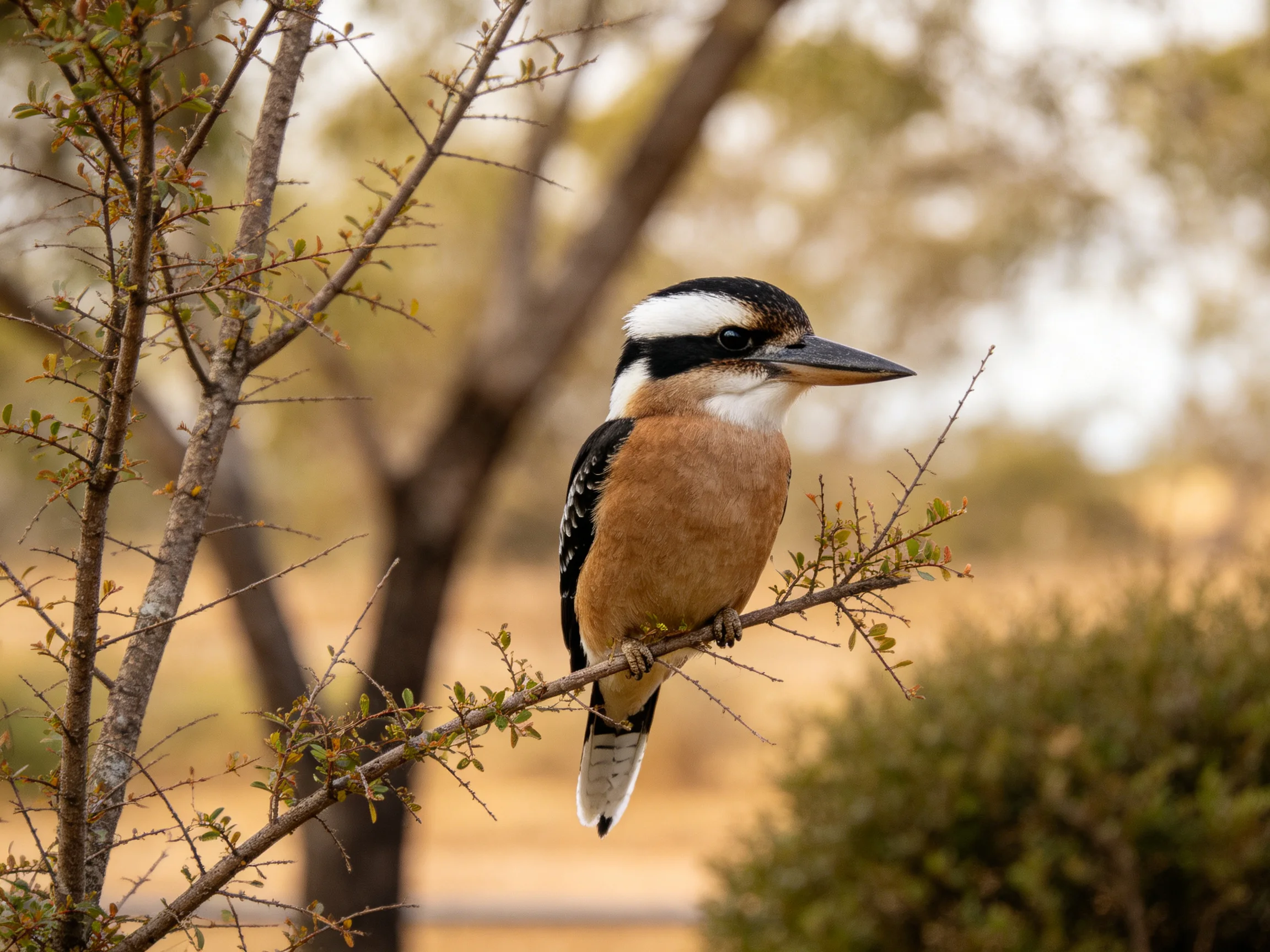 A brown and black bird perches on a slender tree branch