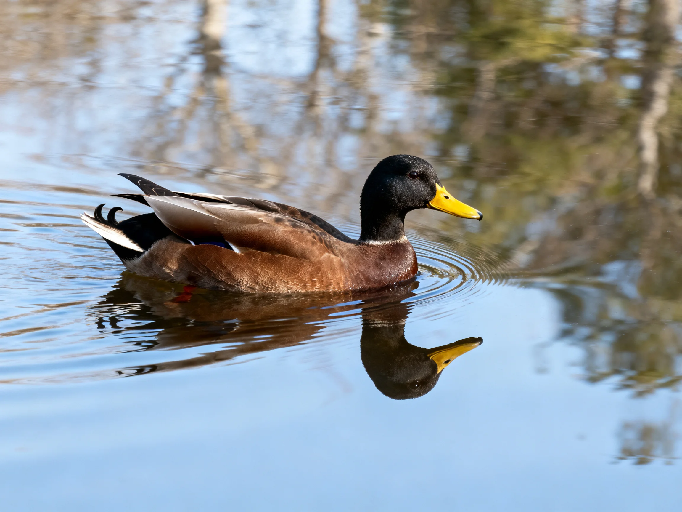 A brown and black duck swims in calm reflective water