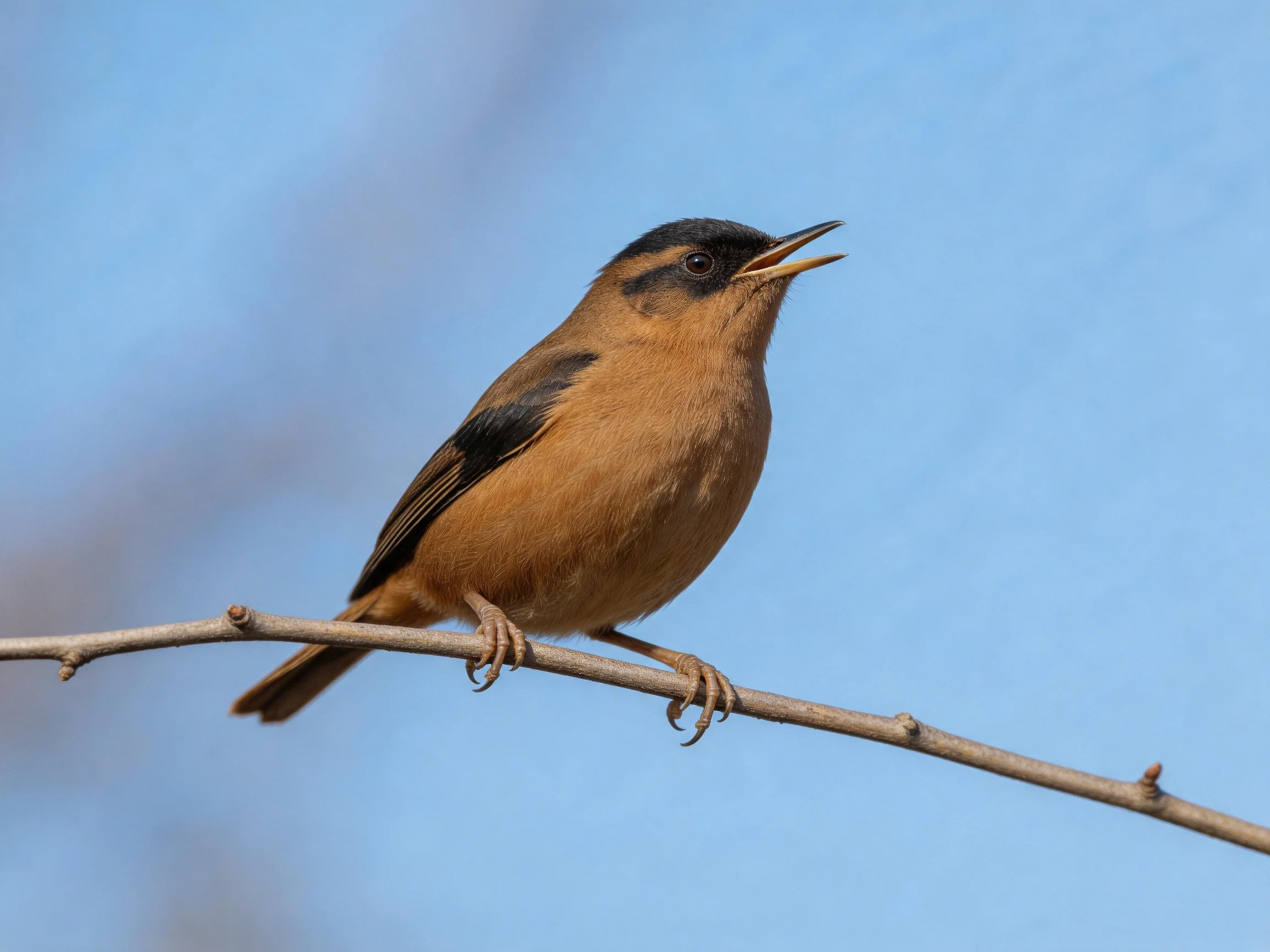 A brown and black songbird perched on a thin branch