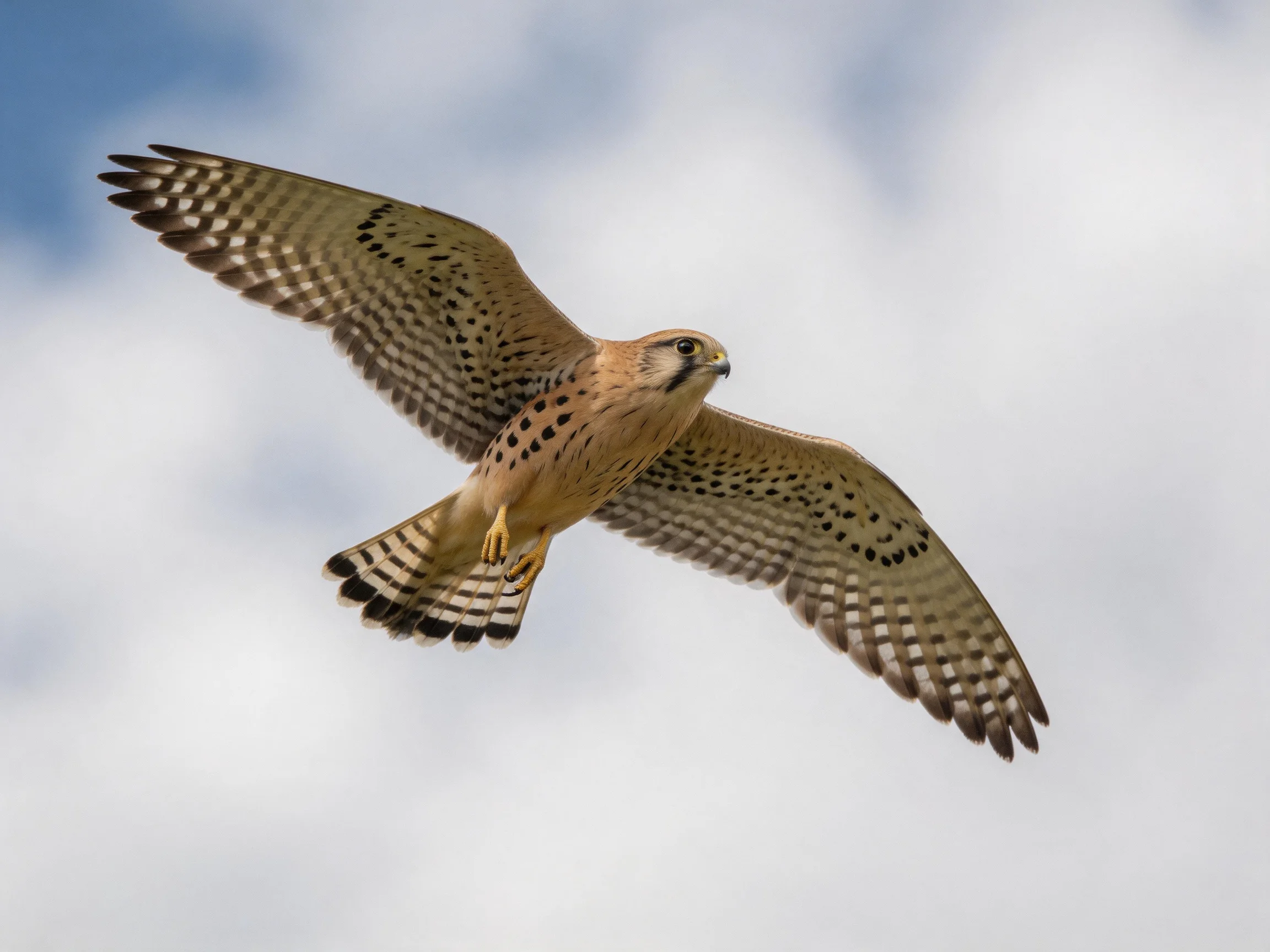 A brown and black spotted falcon glides through a cloudy sky