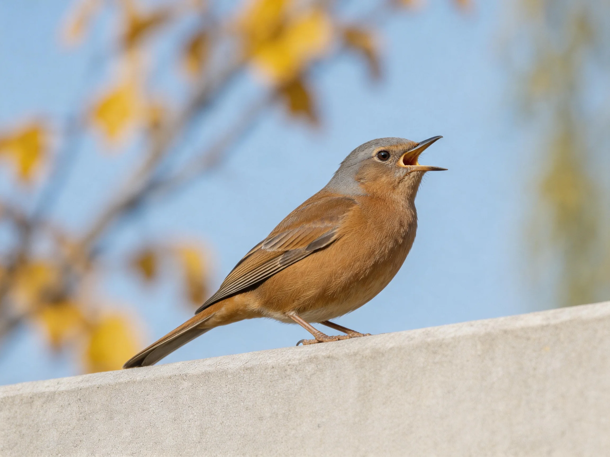 A brown and gray bird sings while perched on a concrete ledge.