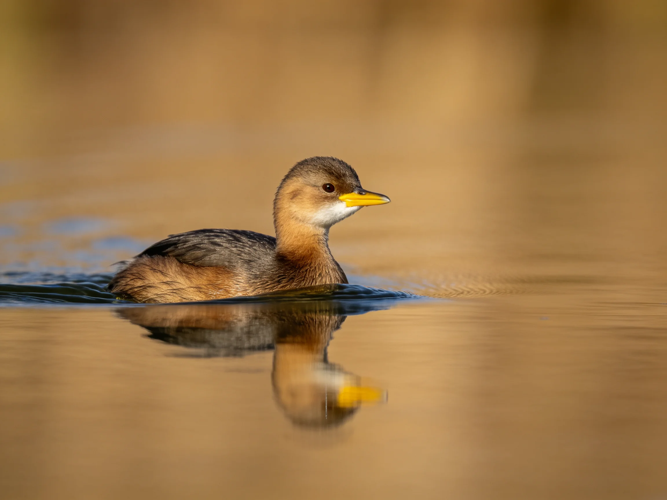 A brown and gray waterbird gliding on calm waters