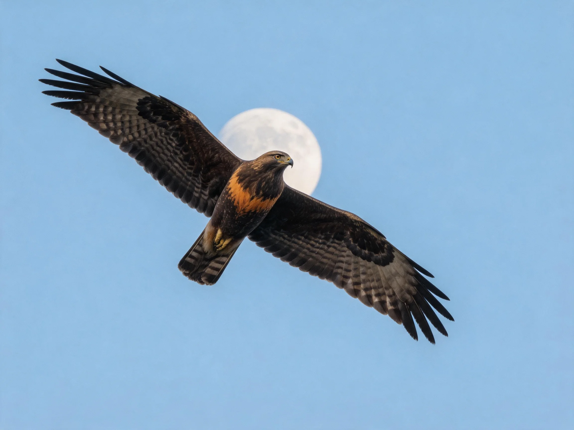 A brown and orange raptor flies near a bright full moon