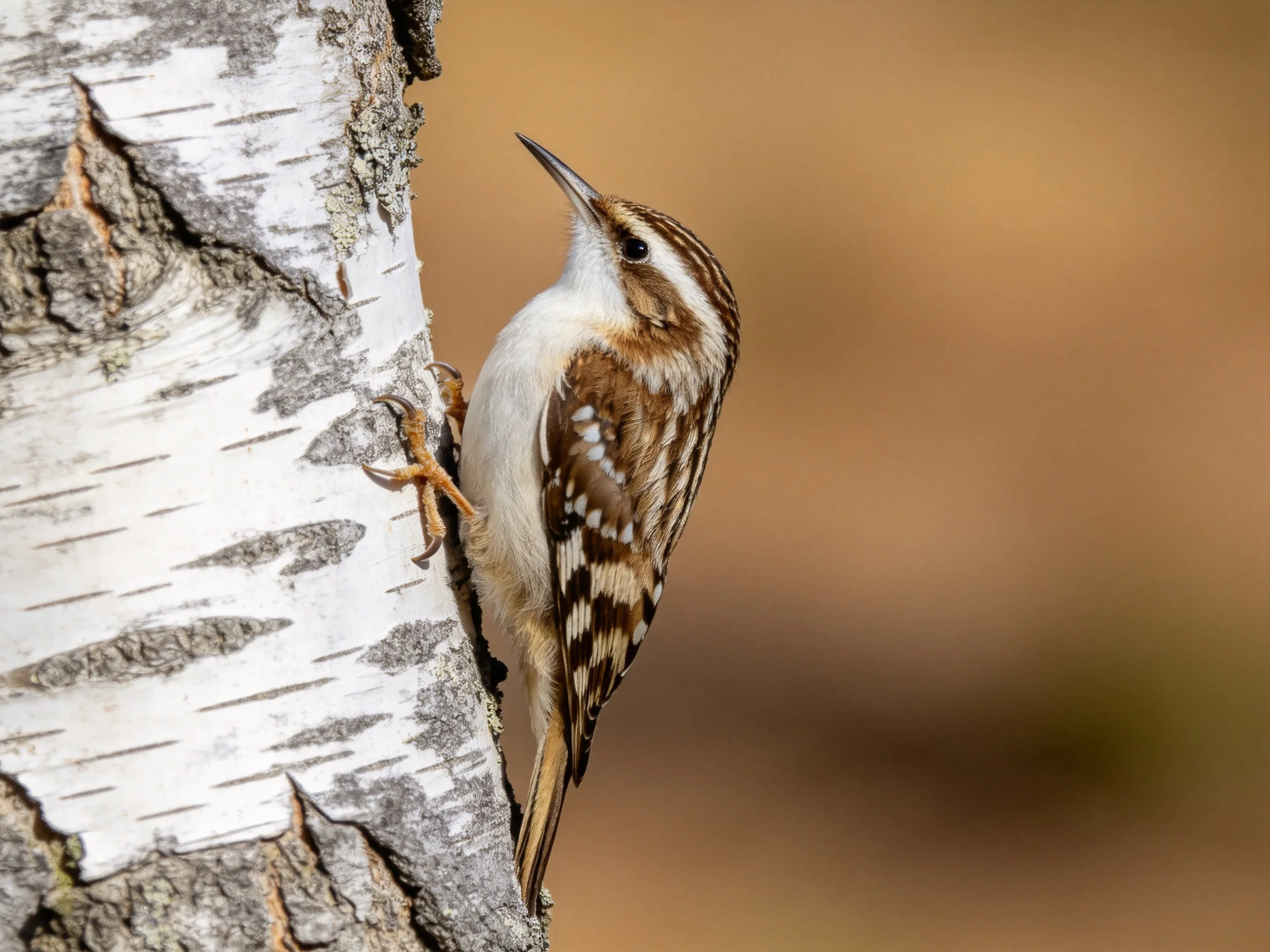 A brown and white bird climbing a textured birch tree trunk