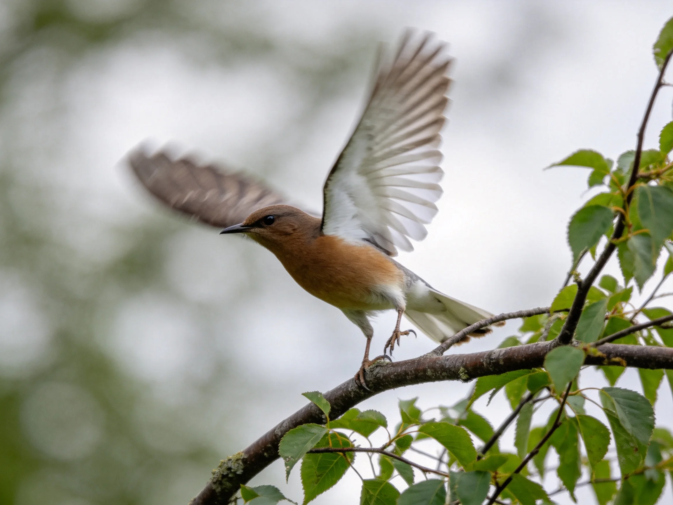 A brown and white bird takes off from a leafy branch.