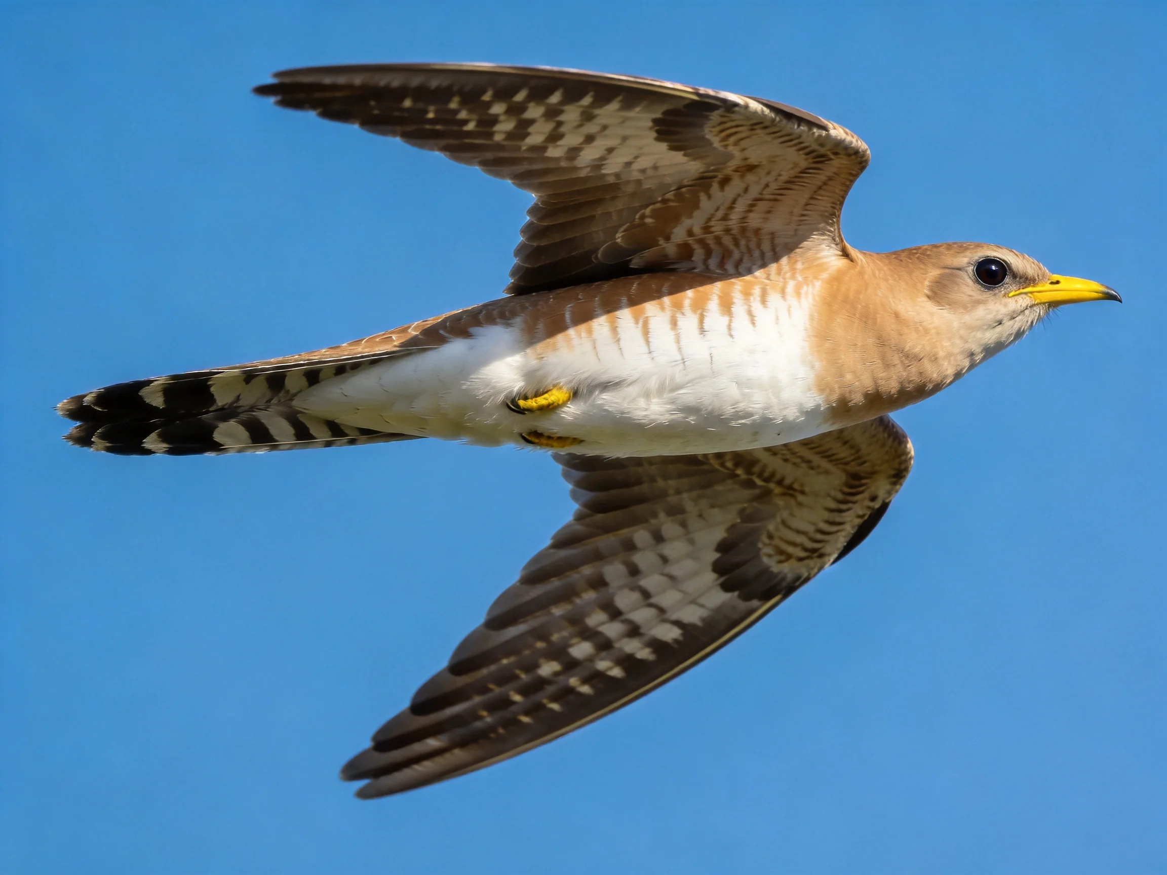 A brown and white cuckoo soaring in clear blue sky