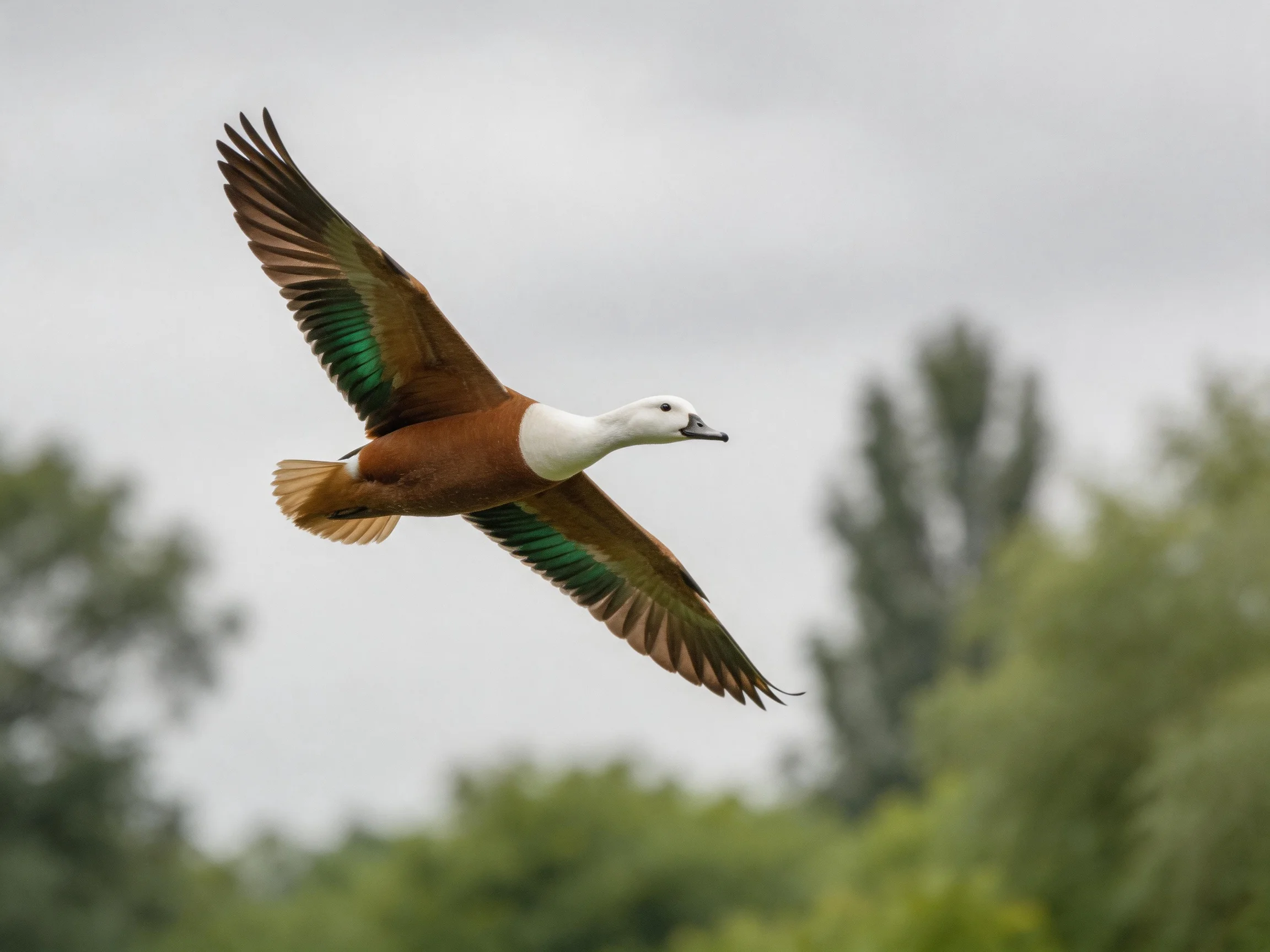 A brown and white duck flies with green-tinted wings above blurred foliage.
