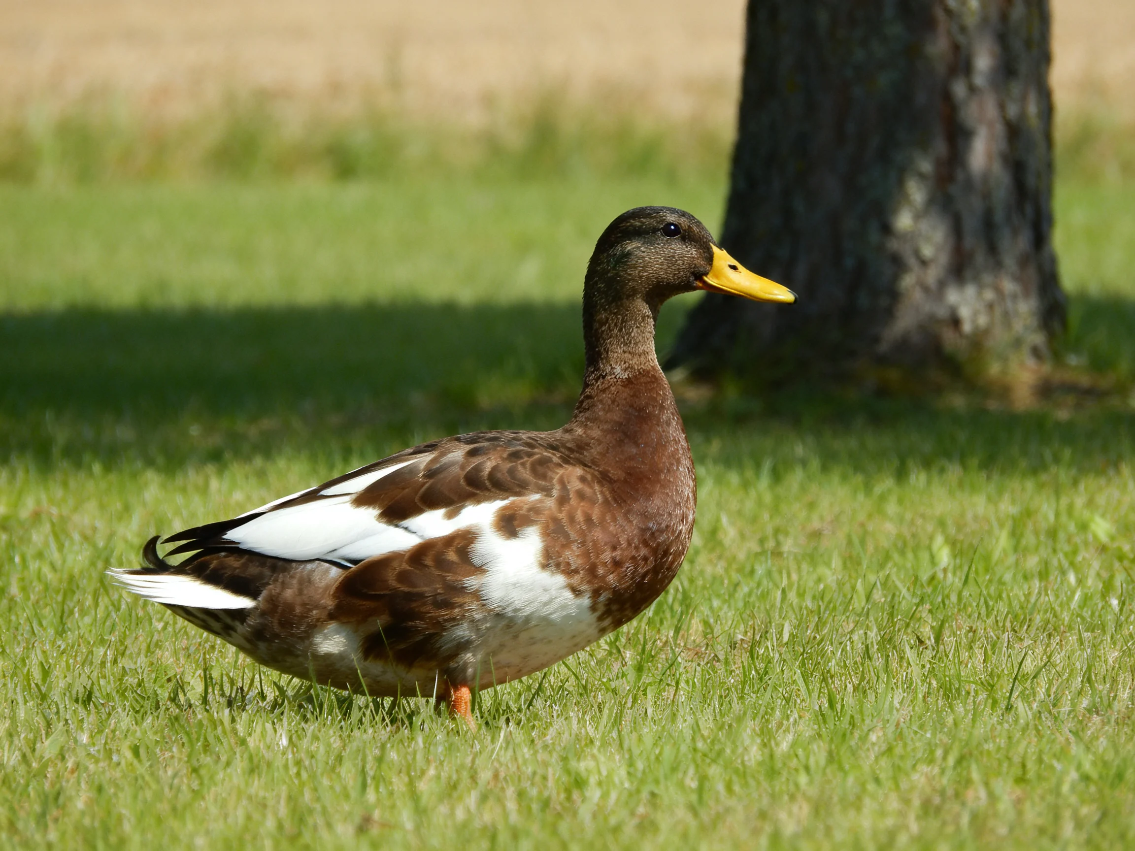 A brown and white duck stands on green grass near a tree trunk