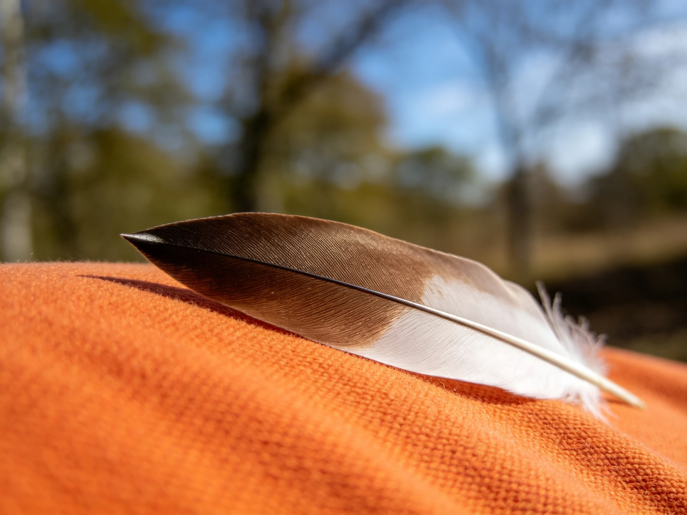 A brown and white feather rests on an orange fabric outdoors