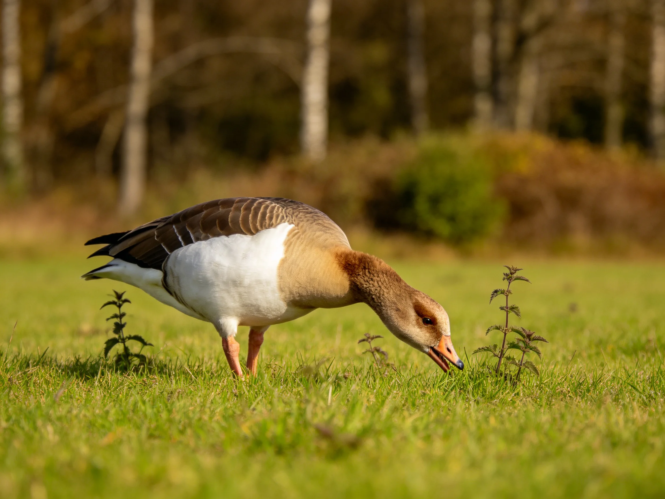 A brown and white goose forages in a sunlit meadow near trees