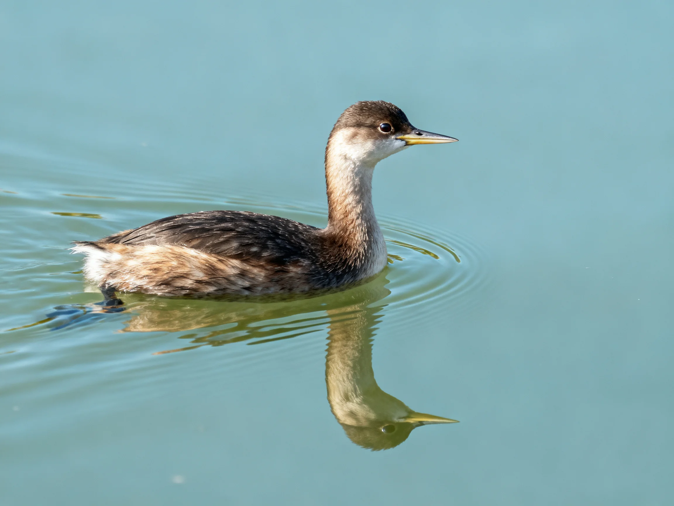 A brown and white grebe swimming in calm blue water