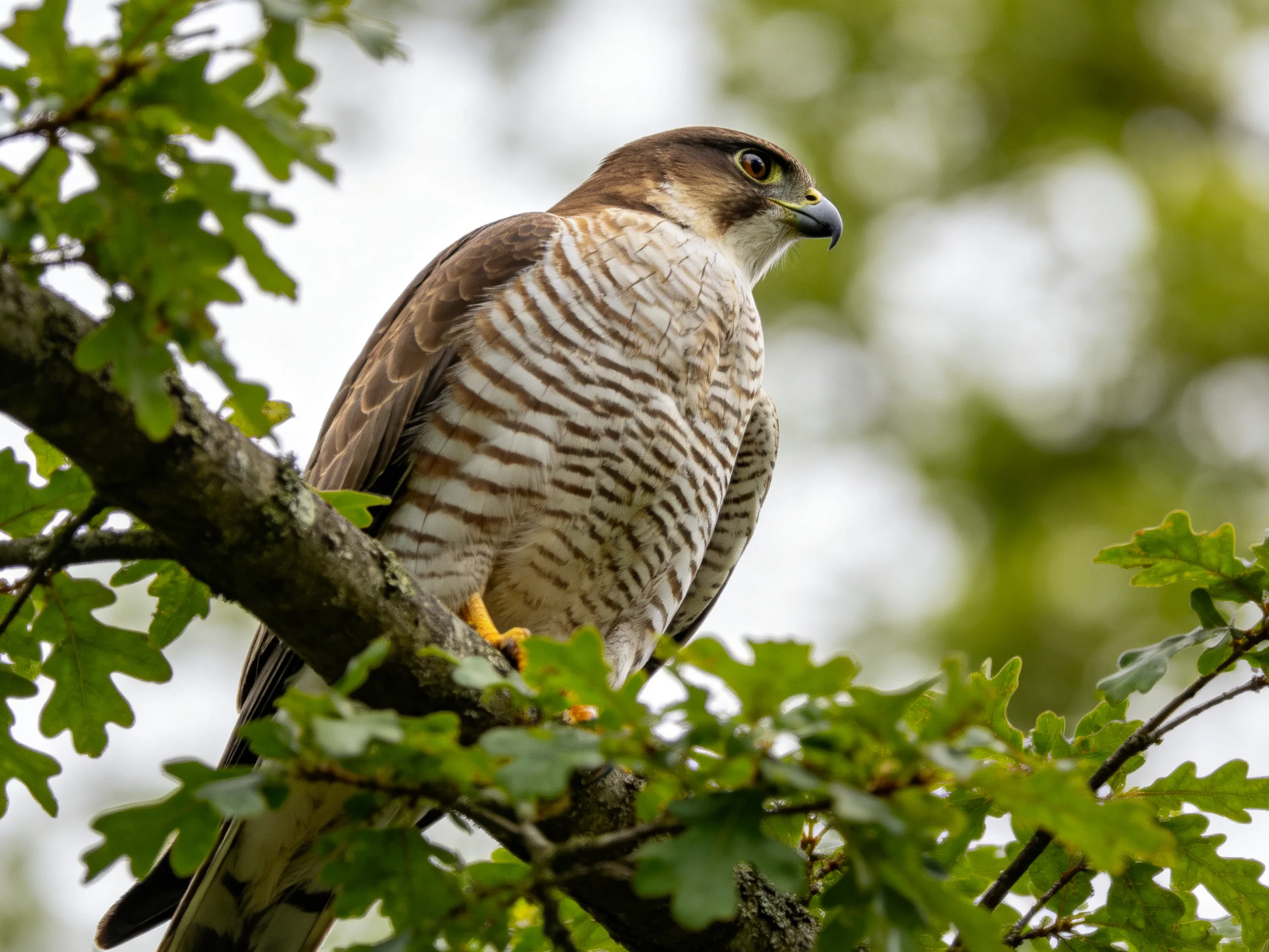 A brown and white hawk perched on a leafy tree branch