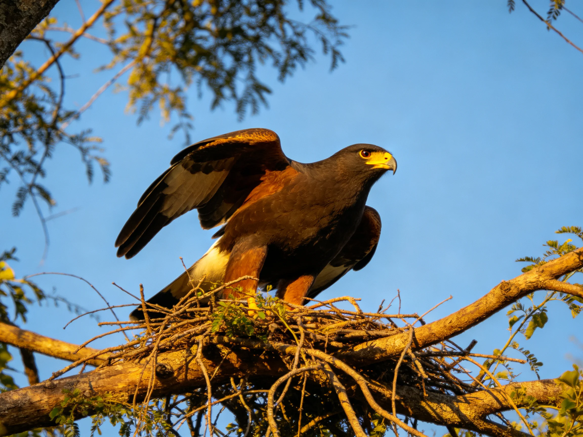 A brown and white hawk perched on a tree branch nest