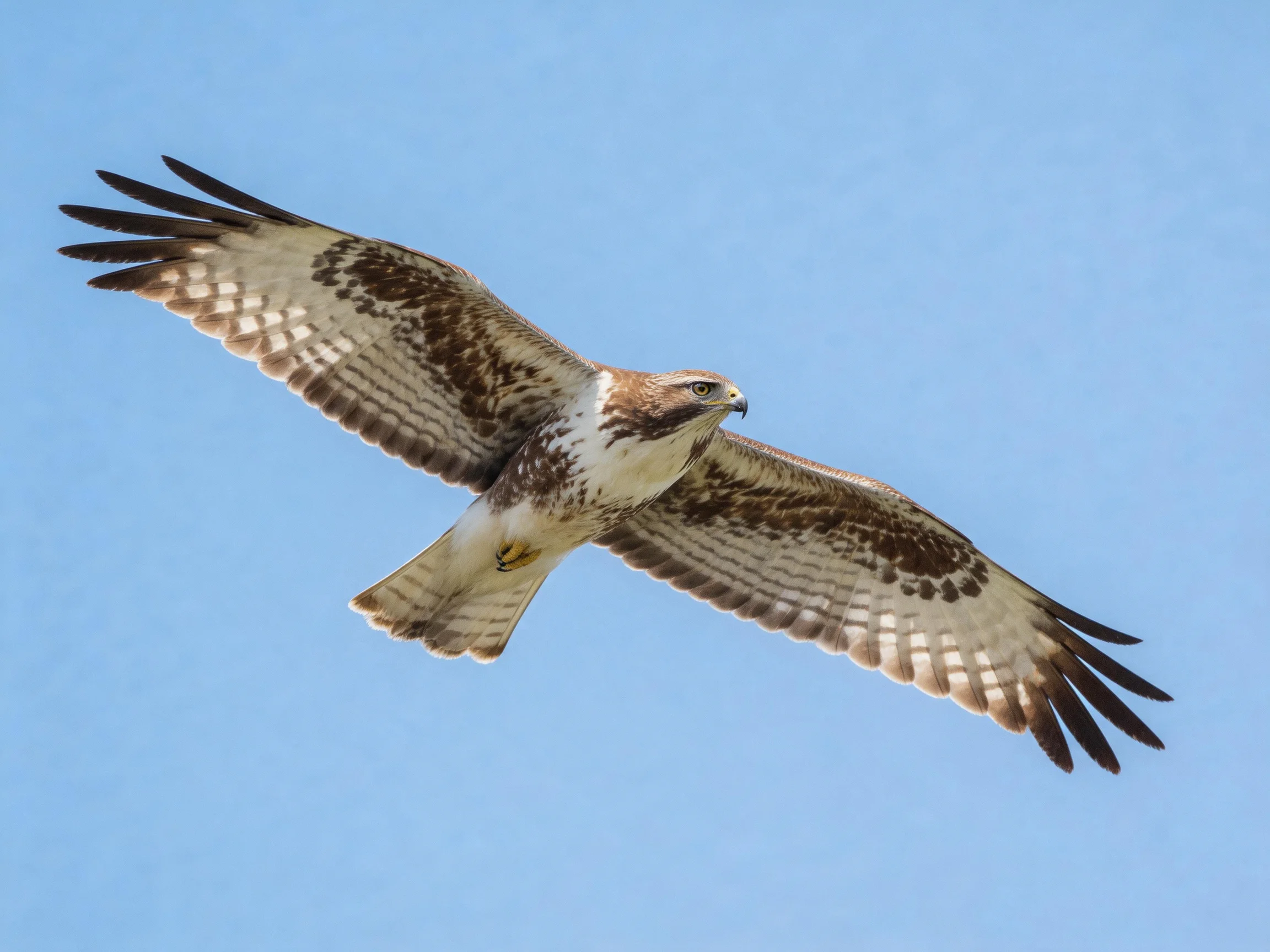 A brown and white hawk soars through clear blue sky