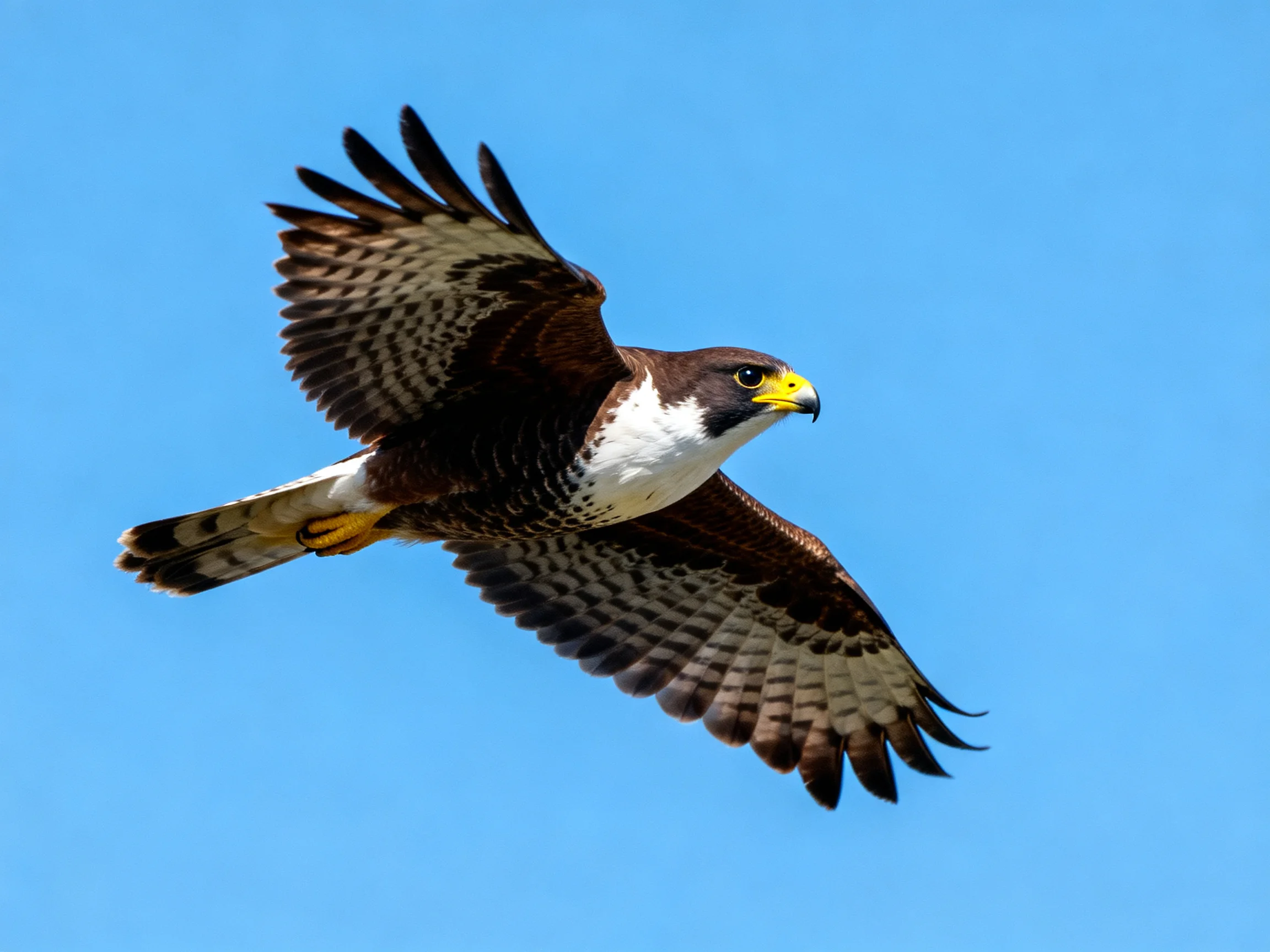 A brown and white hawk soars with spread wings against clear blue sky