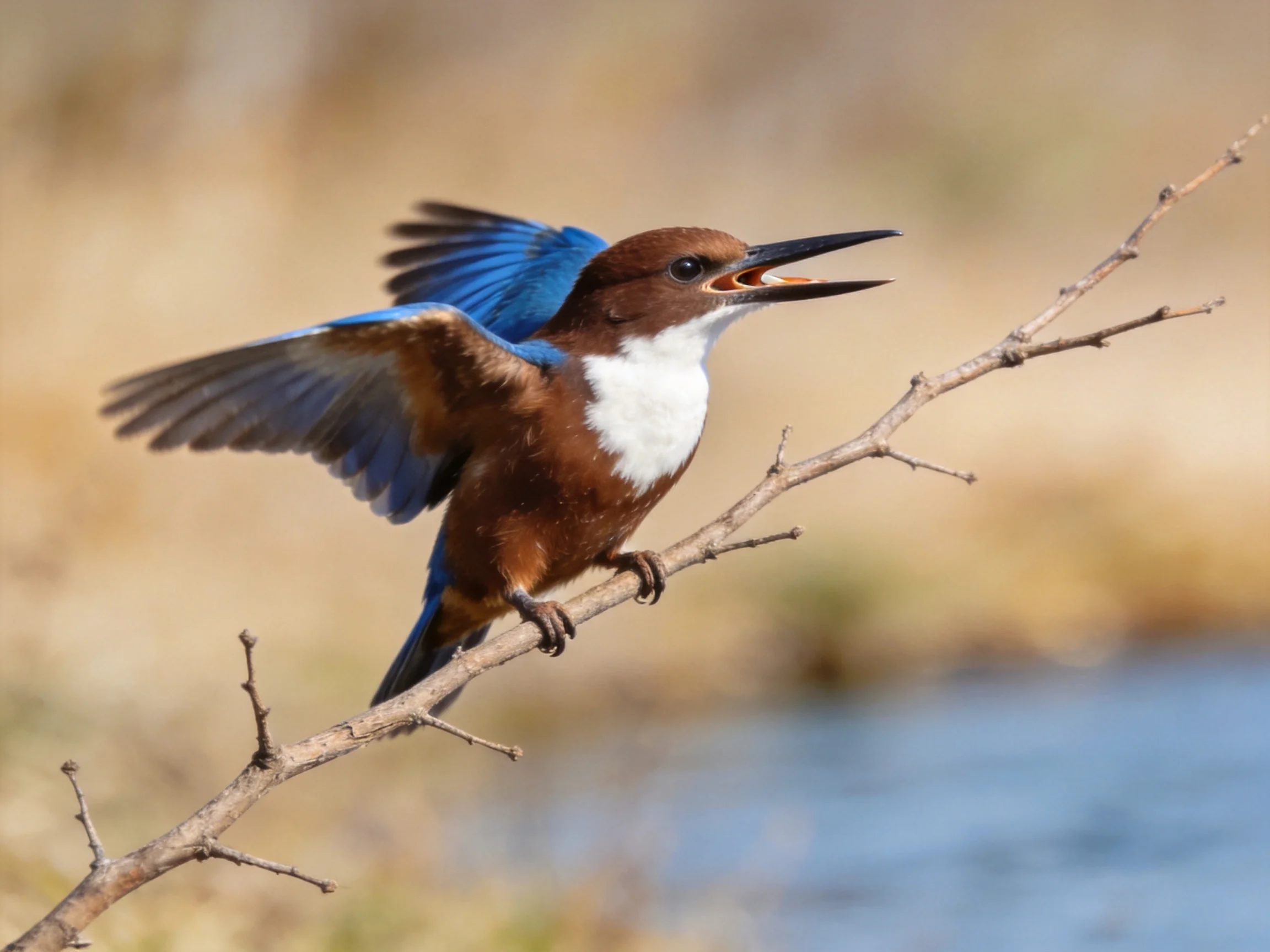 A brown-and-white kingfisher with blue wings perches on a bare branch