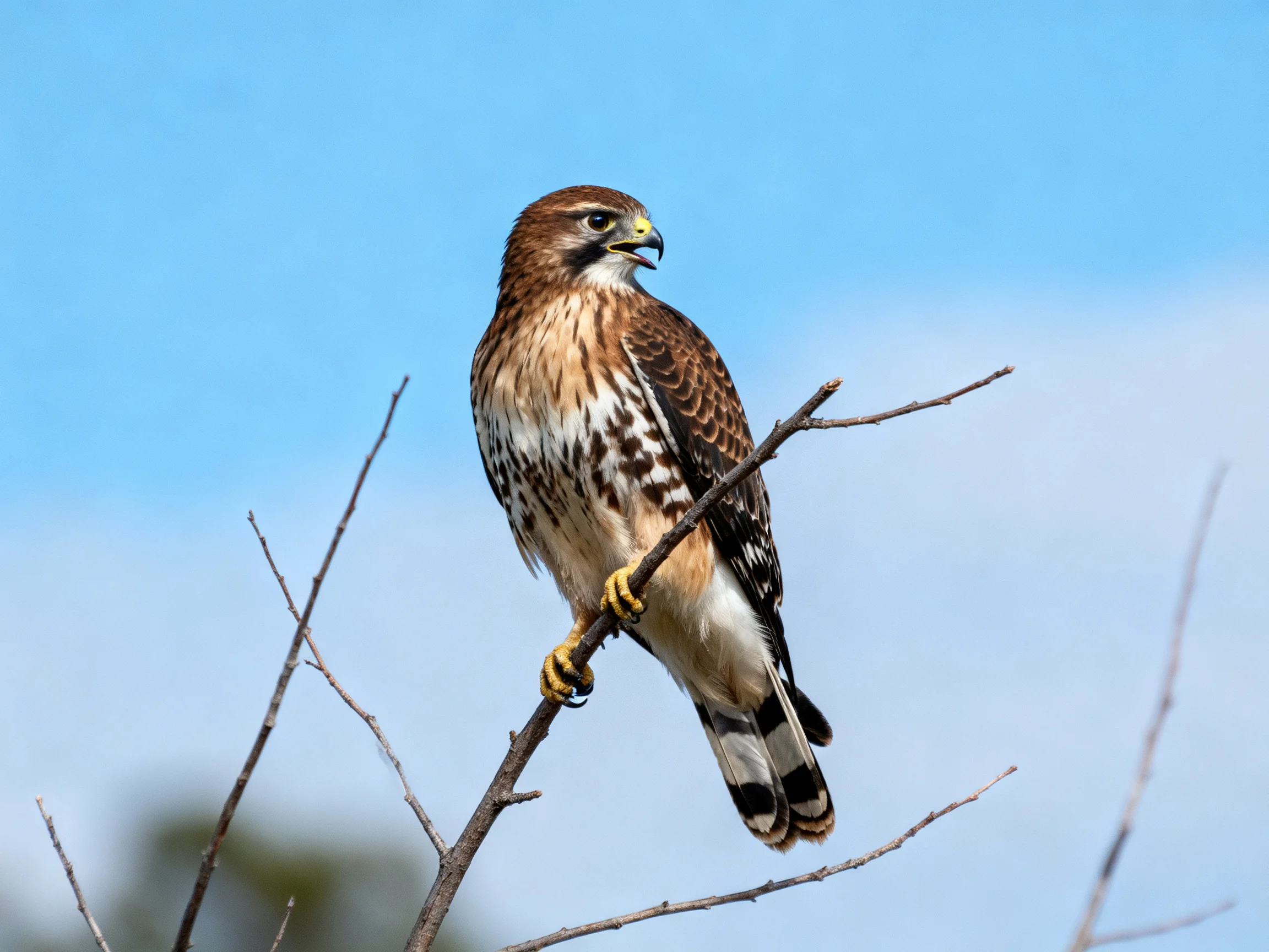 A brown and white patterned hawk perches on a bare tree branch under bright blue sky
