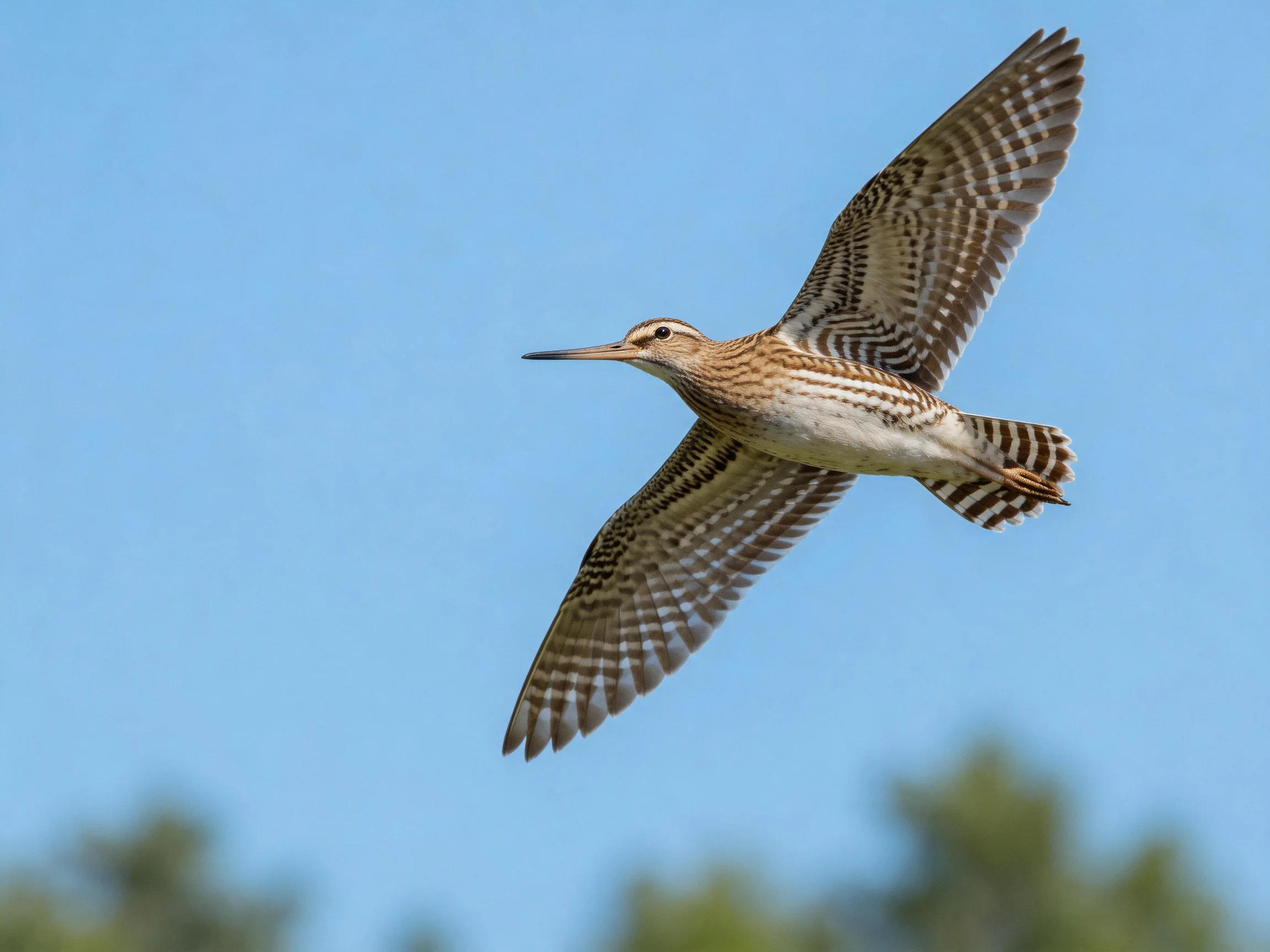 A brown and white patterned shorebird gliding through clear blue sky