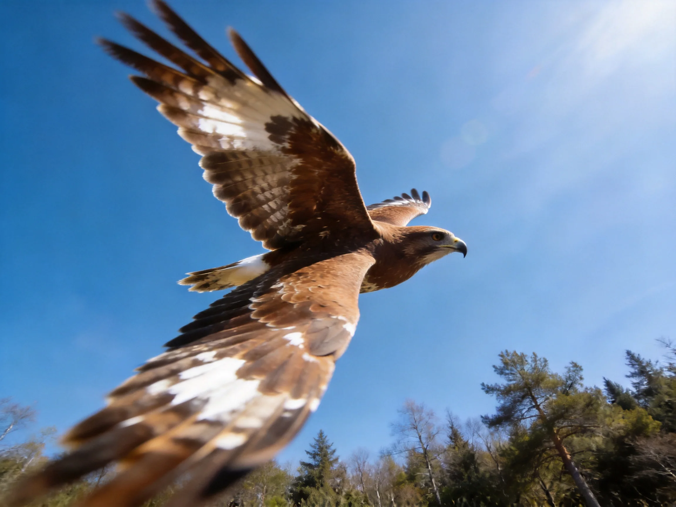 A brown and white raptor soaring against a clear blue sky
