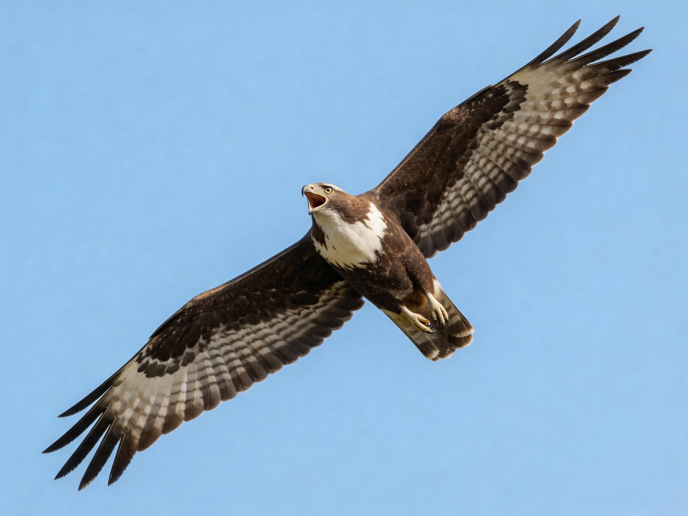 A brown and white raptor soars with outstretched wings against clear blue sky
