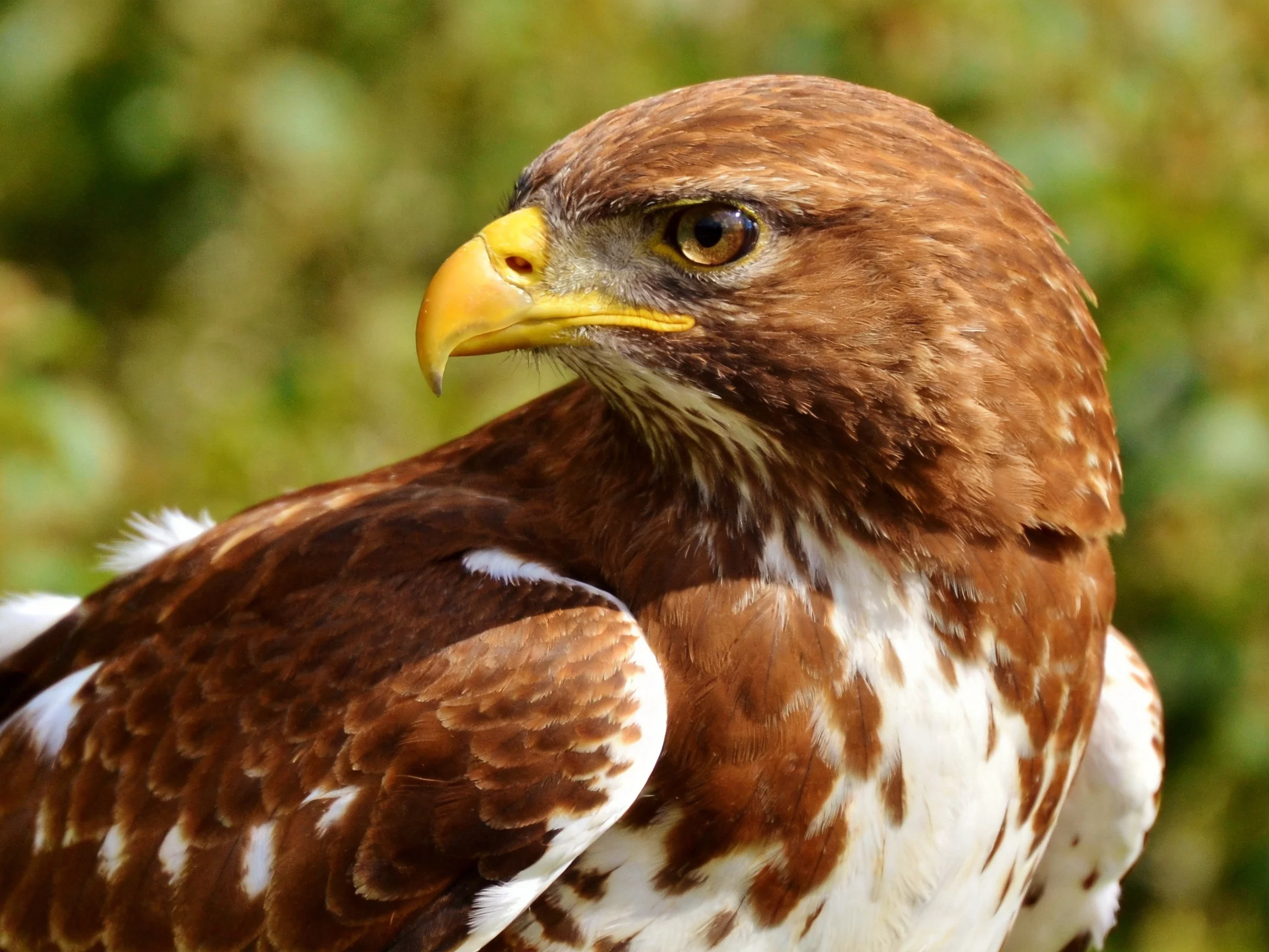 A brown and white raptor with a yellow beak