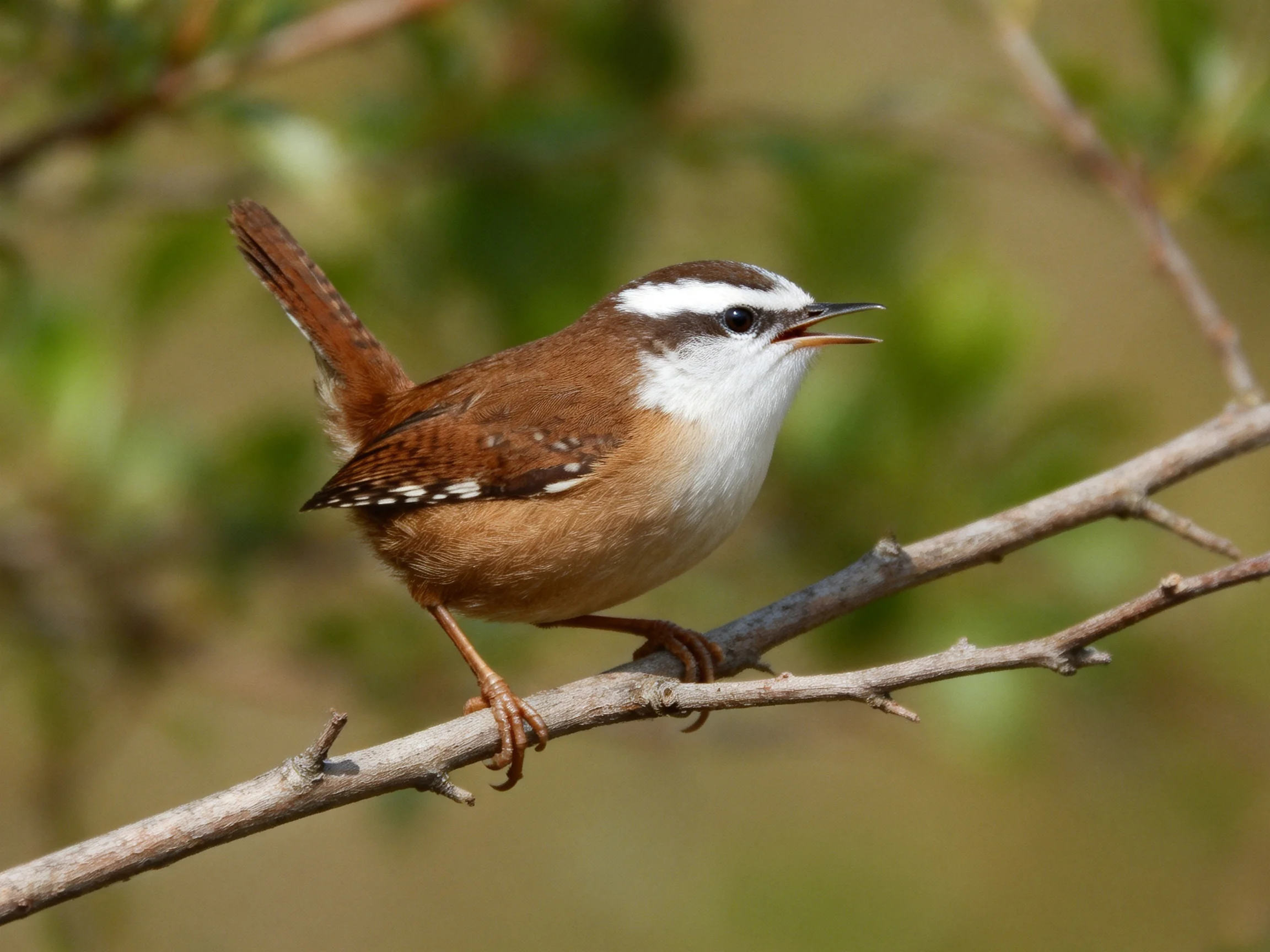 A brown and white wren perched on a thin branch