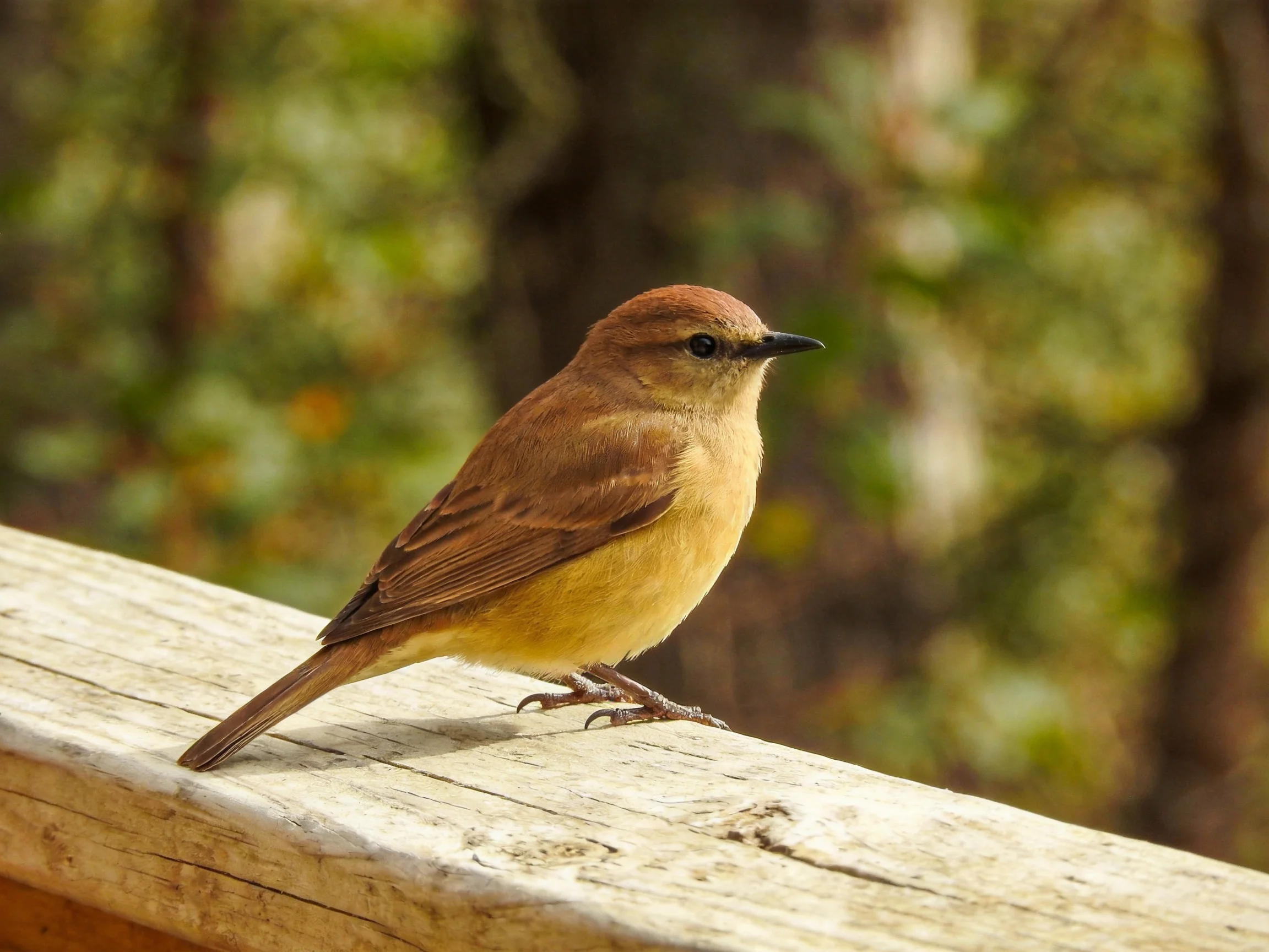 A small brown and yellow bird rests on a wooden surface amid blurred greenery.