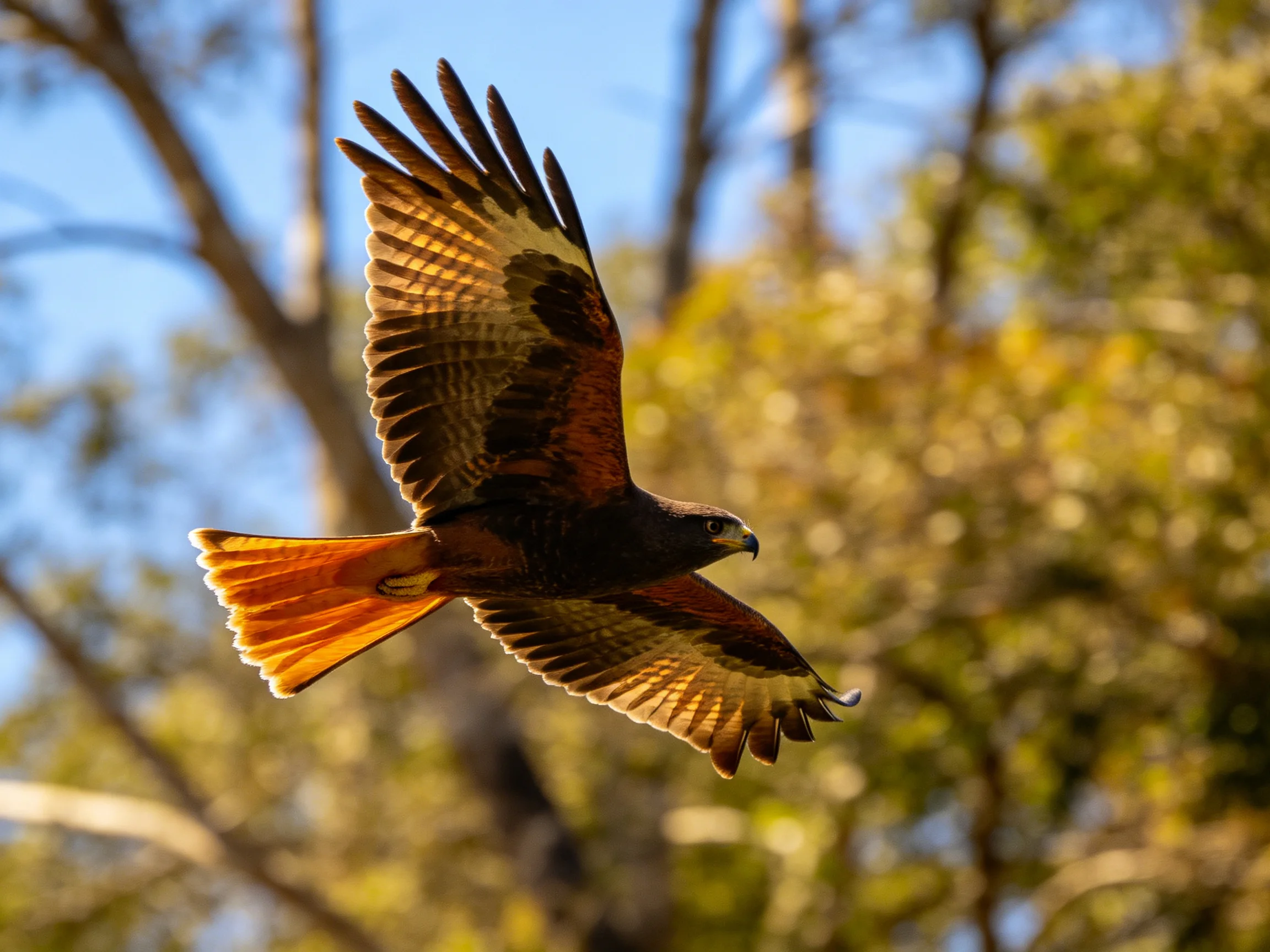 A brown andorange hawk soars through golden foliage