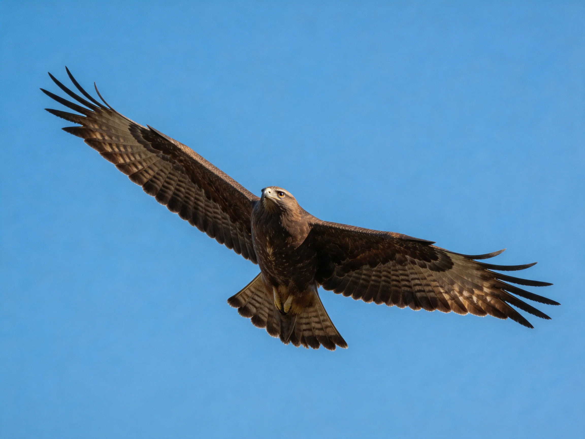 A brown bird soars with outstretched wings against a clear blue sky